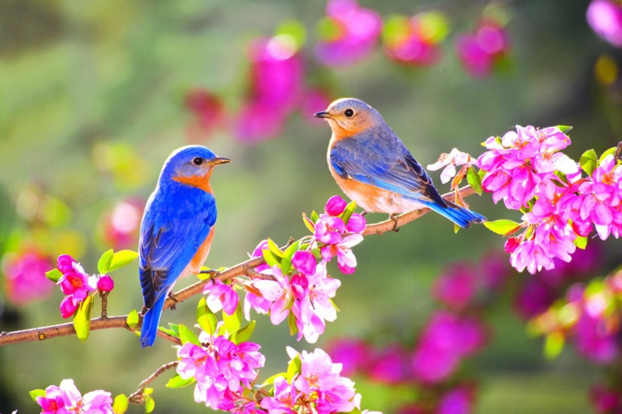 Lovely two little blue birds on a blossom branch. Animal Wallpaper. HD Wallpaper Download for iPad and iPhone Widescreen 216. Pretty birds, Beautiful birds, Bird