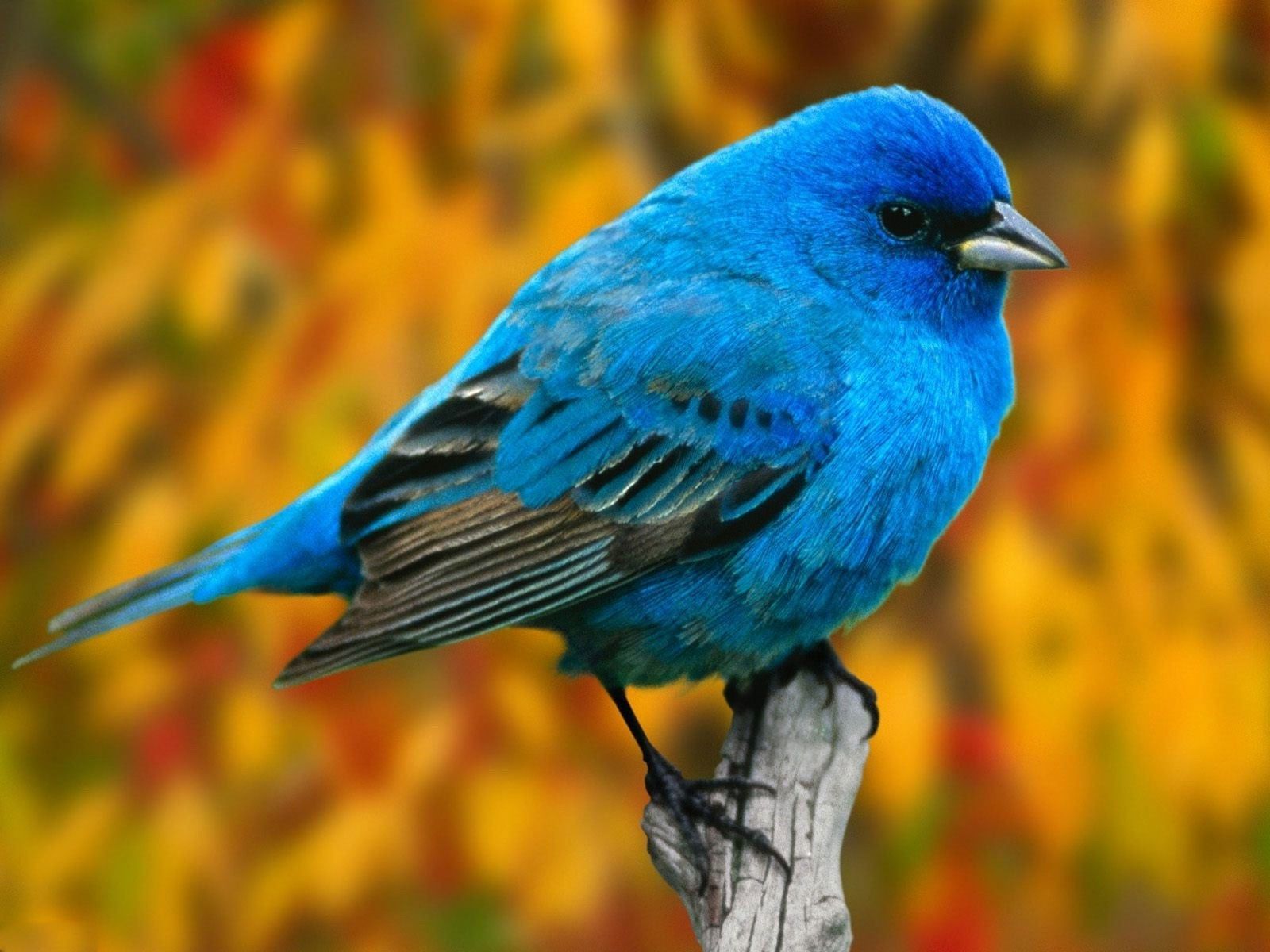 Blue Bird Wallpaper Free Blue Bird Background