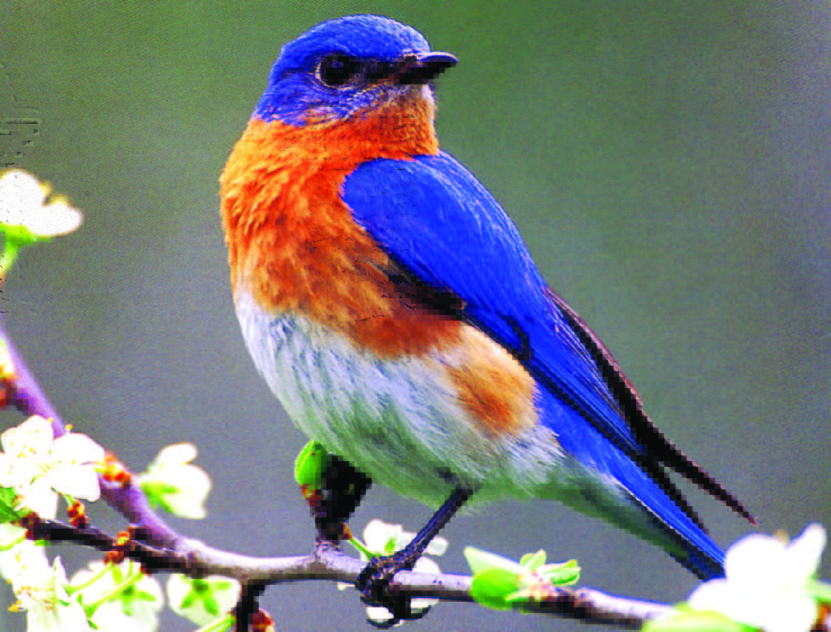 Free download Pics Photo Bluebird Picture [1181x899] for your Desktop, Mobile & Tablet. Explore Bluebird Wallpaper. Bird Wallpaper for Home, Bird Pattern Wallpaper, Large Blue Bird Wallpaper