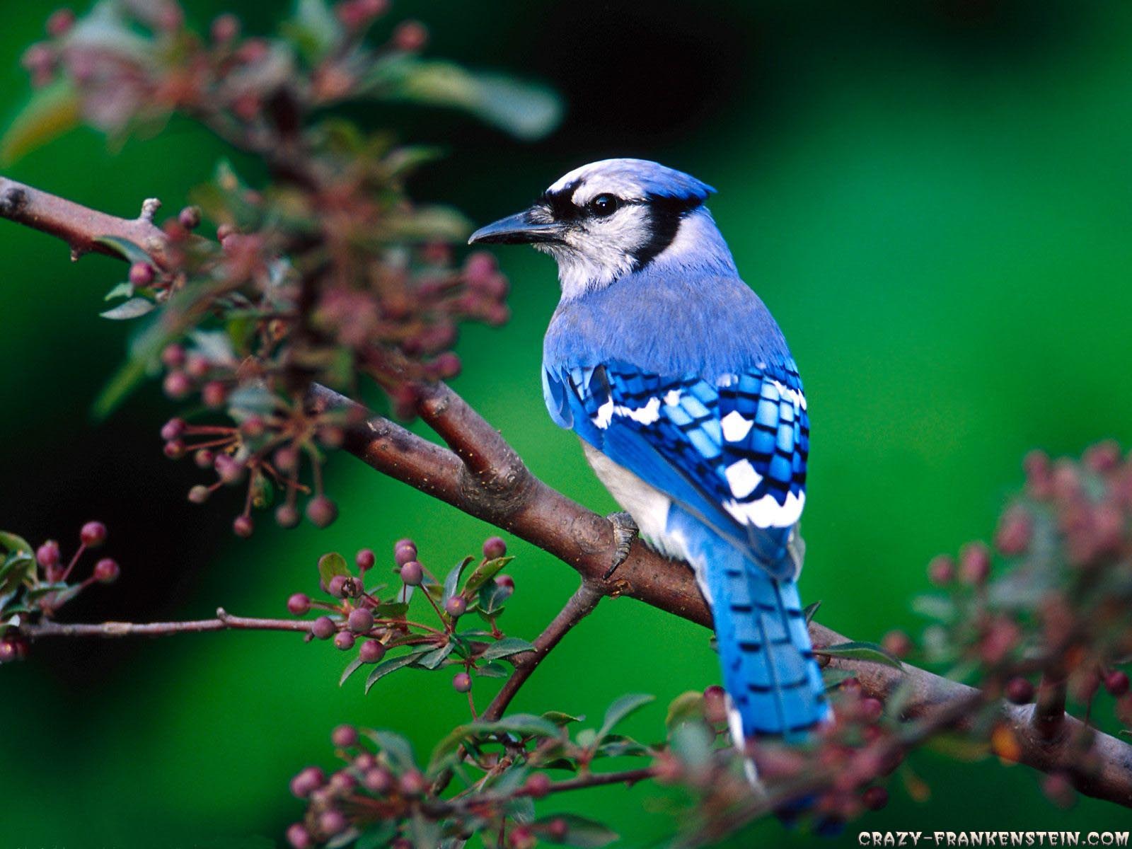 Funny Image Collection: Beautiful Blue Bird Wallpaper Animal Wallpaper!