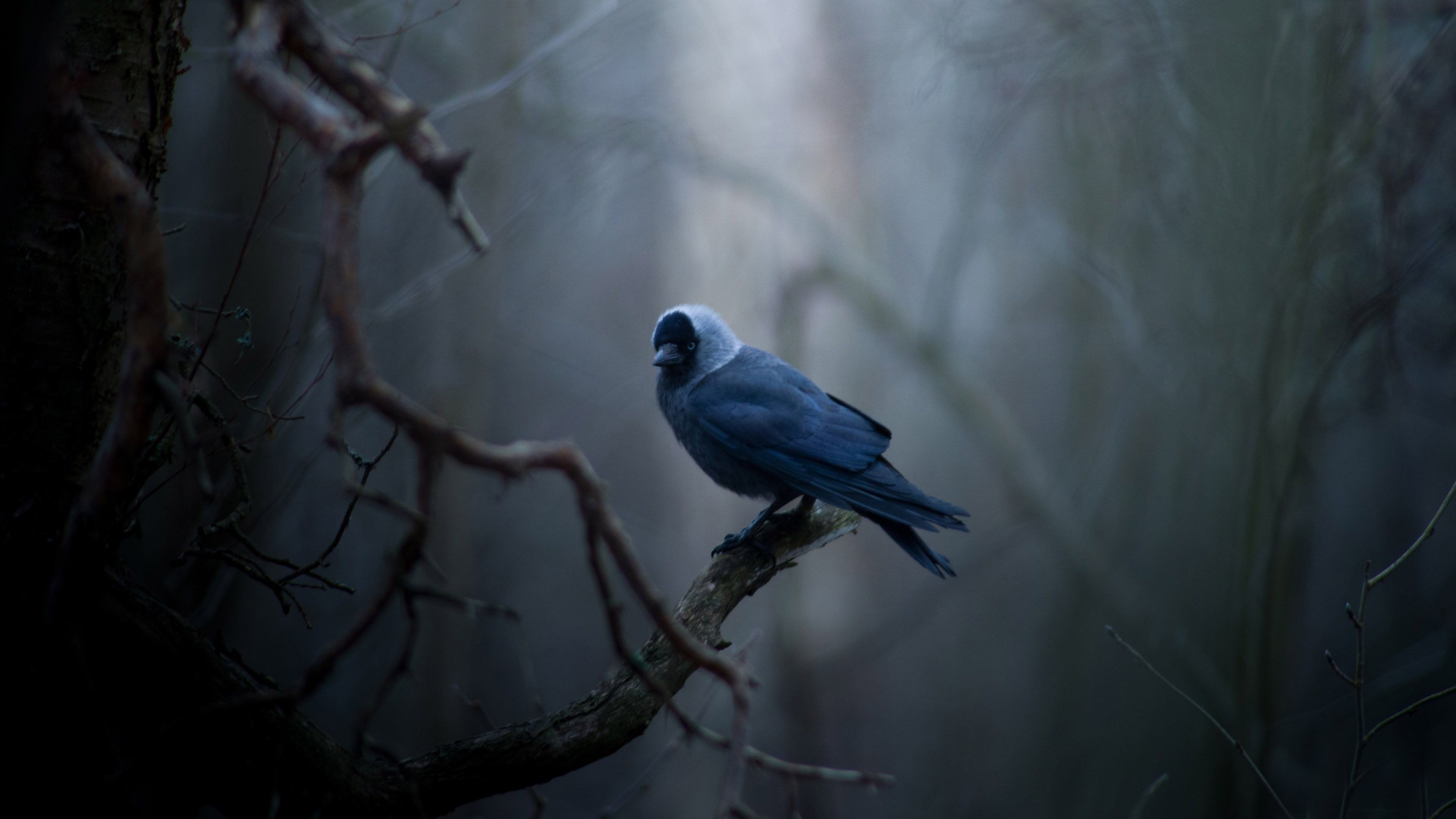 Dark Blue Bird Wallpaper Free Dark Blue Bird Background