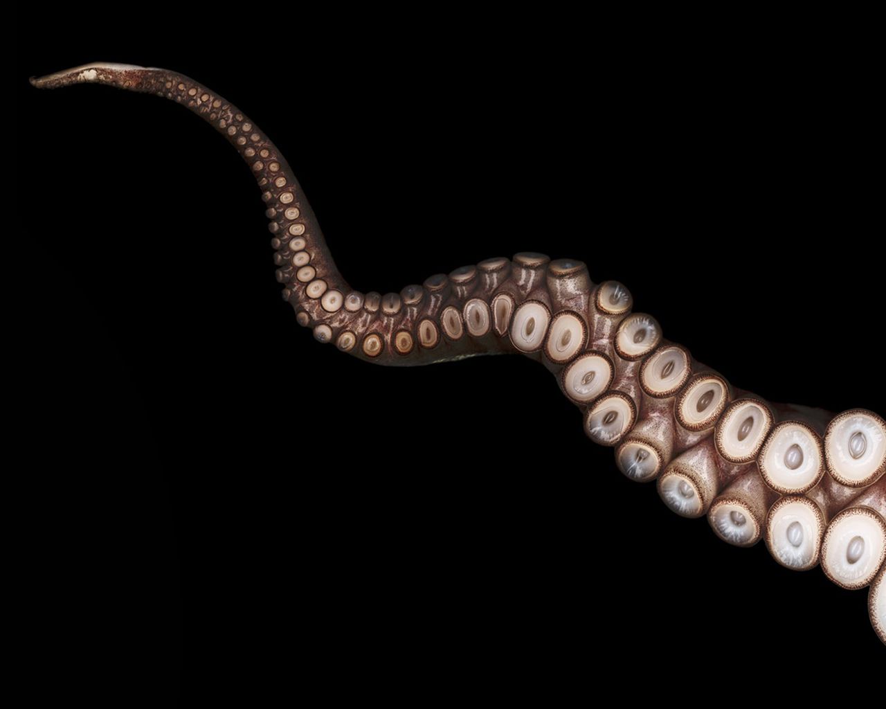 Terralonginqua: Close Up Tentacles Octopus Black Wallpaper