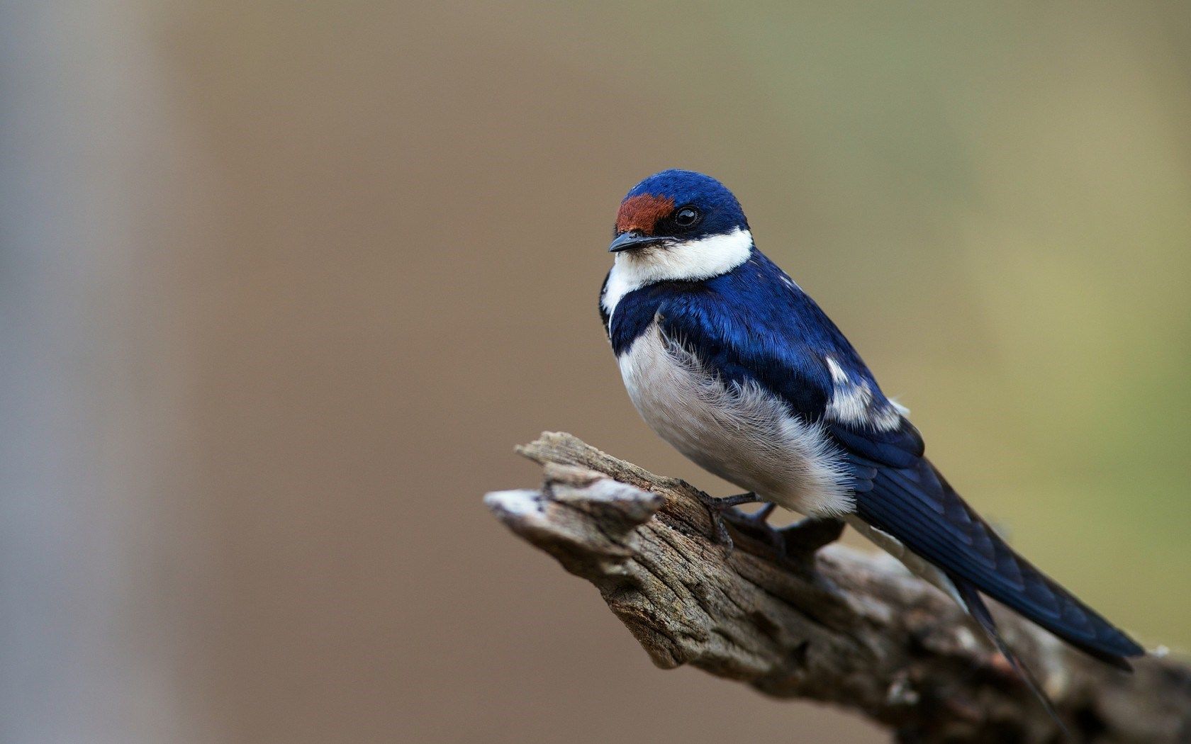 Blue Bird 39974 1680x1050px