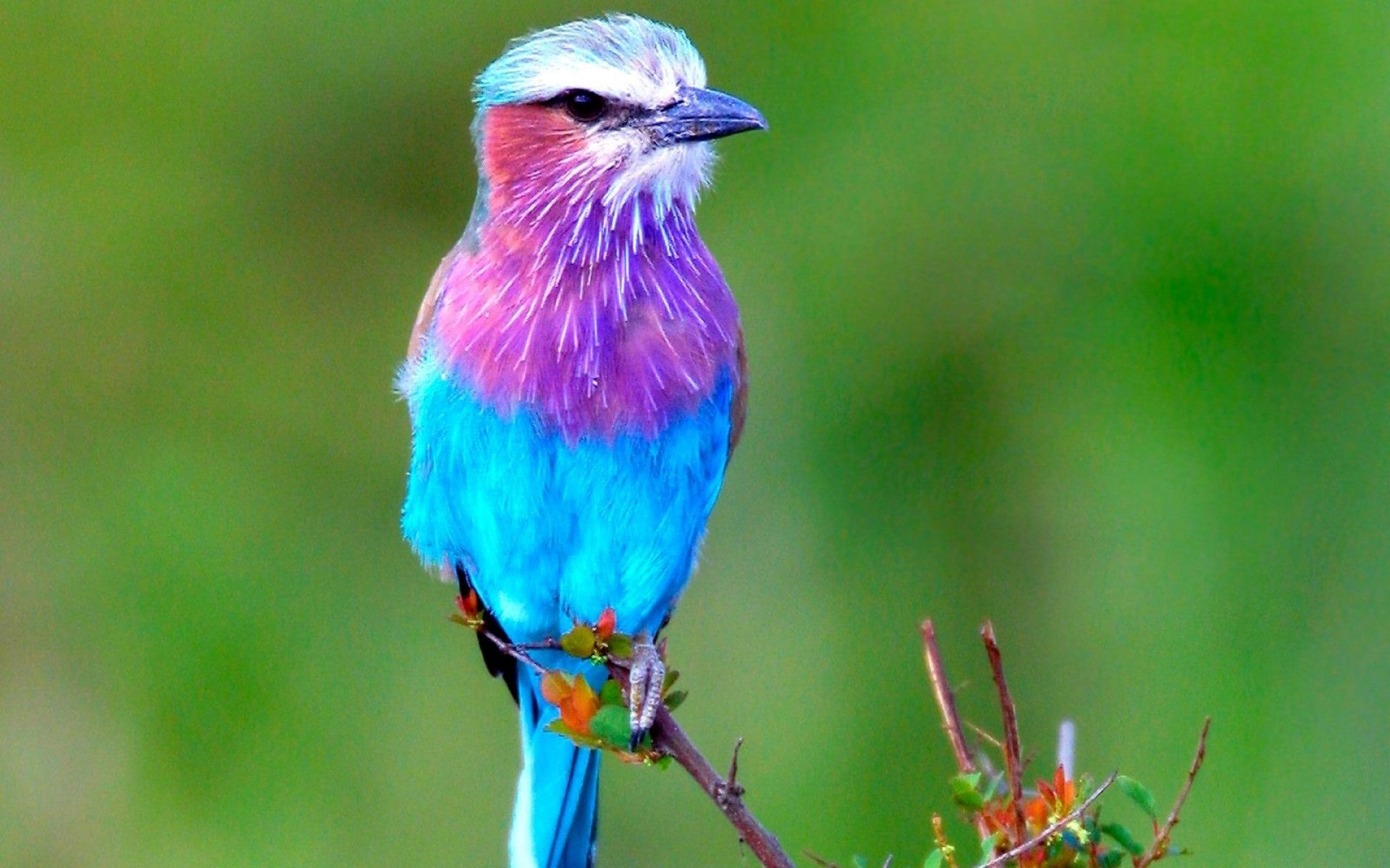 Beautiful Lilac Breasted Roller Bird Picture Purple And Blue Bird Wallpaper & Background Download