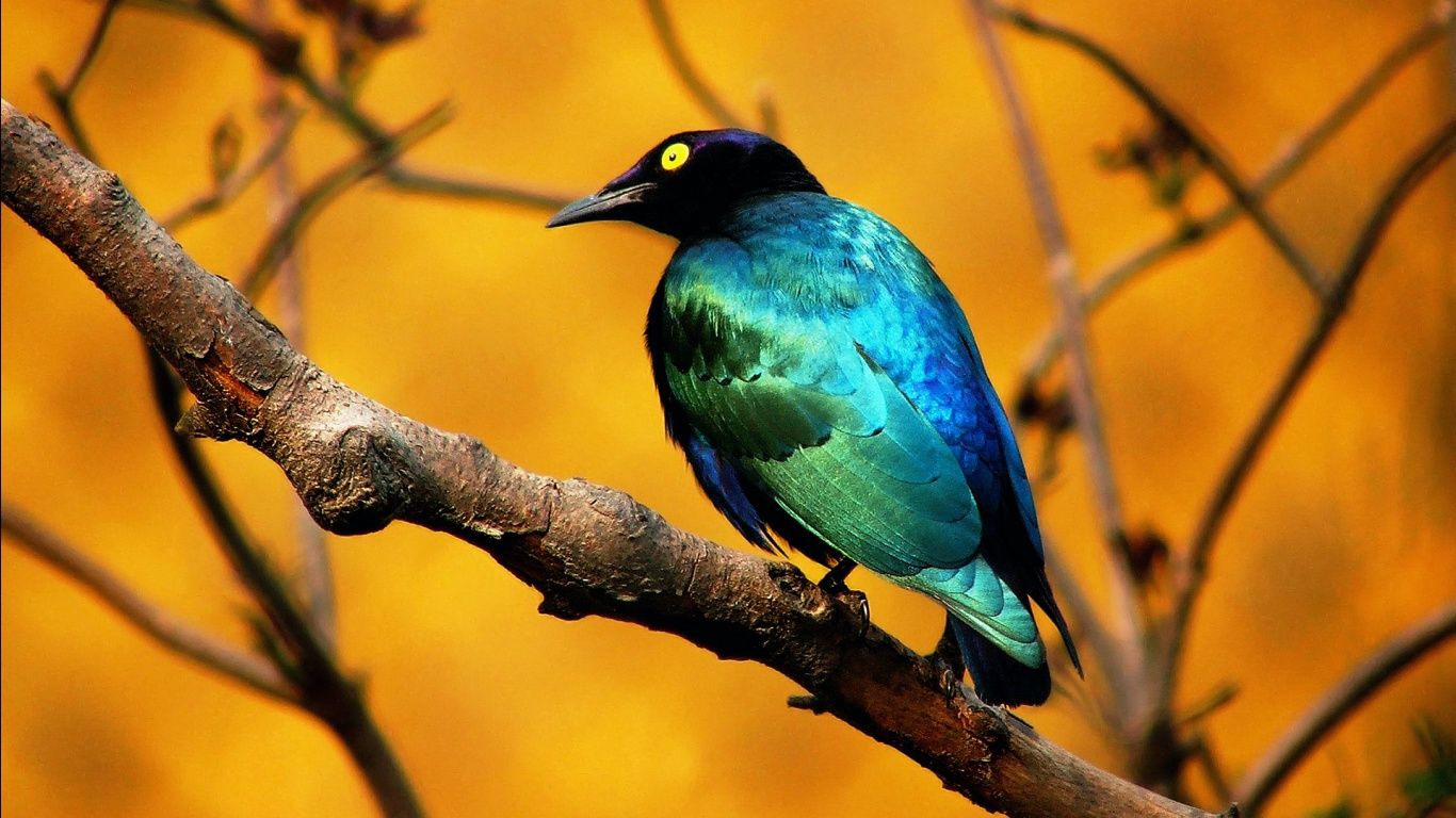 Blue Bird Wallpaper in jpg format for free download