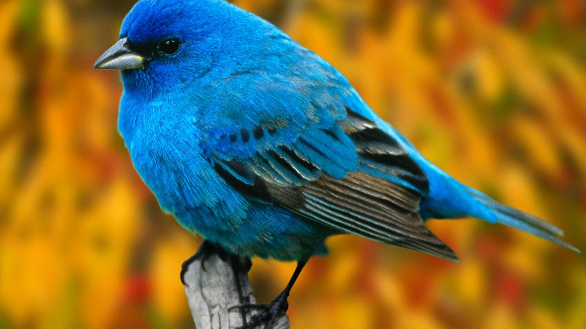 birds, bluebirds wallpaper
