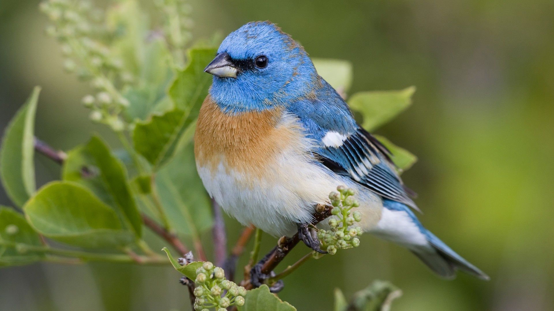 Download Beautiful Blue Bird Wallpaper. Full HD Background