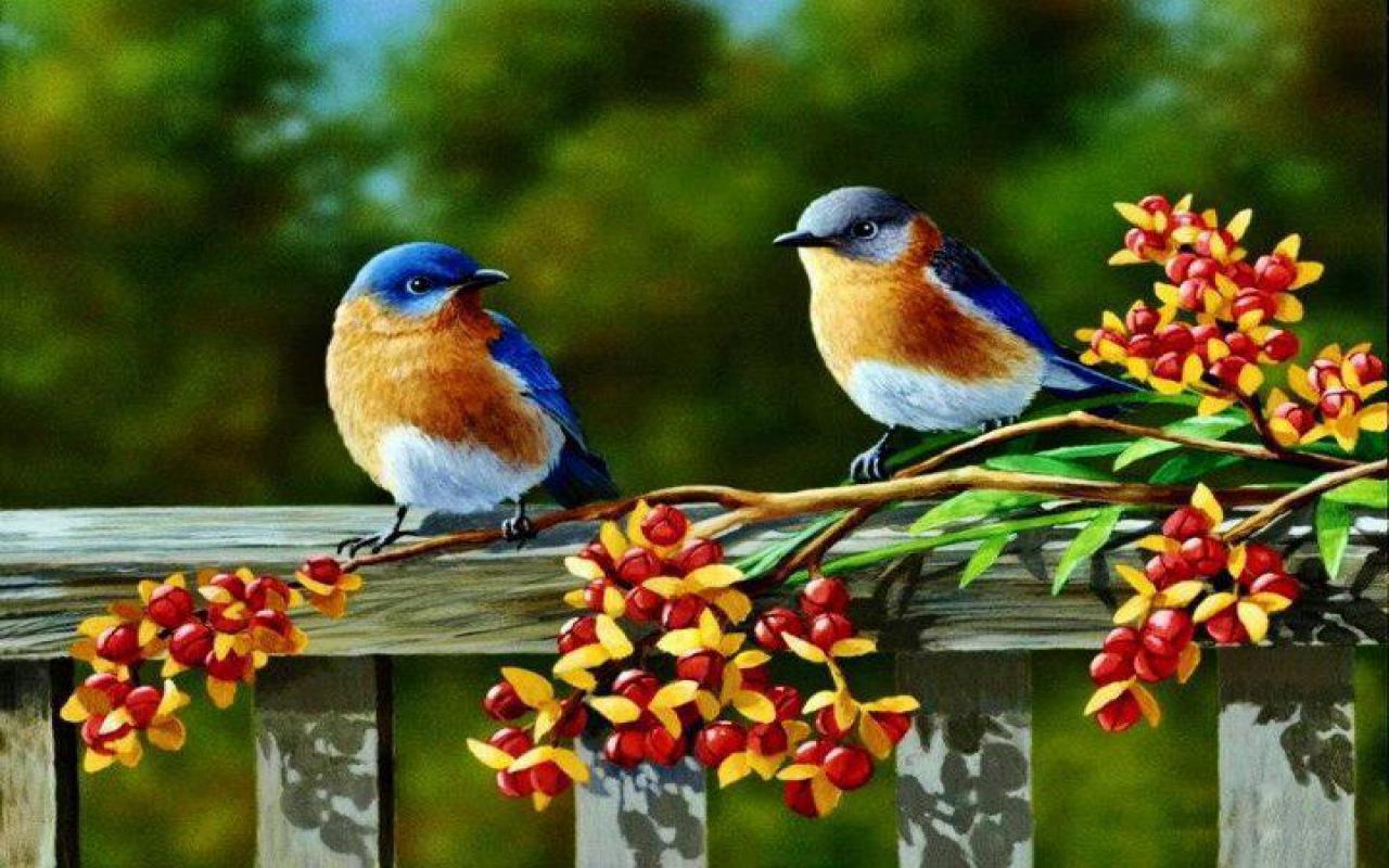 Free download BLUE BIRD WALLPAPER 90384 HD Wallpaper [WallpaperInHQcom] [1280x800] for your Desktop, Mobile & Tablet. Explore Large Blue Bird Wallpaper. Bird Wallpaper for Home, Bird Pattern Wallpaper, Blue