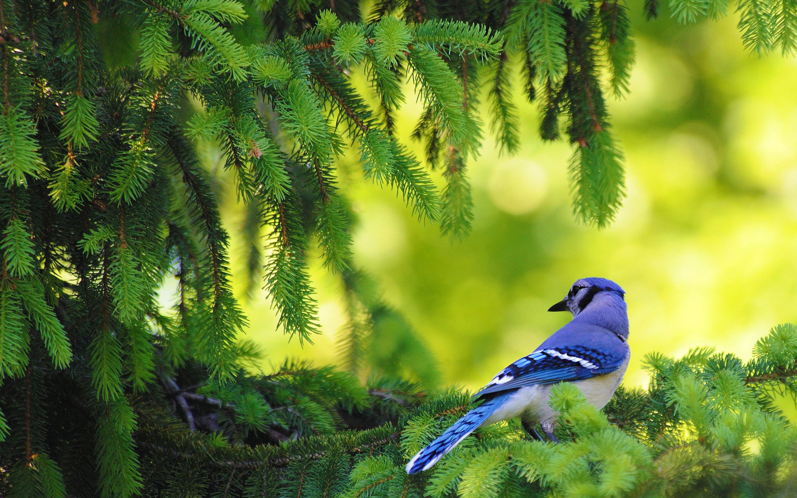 Blue Bird Background