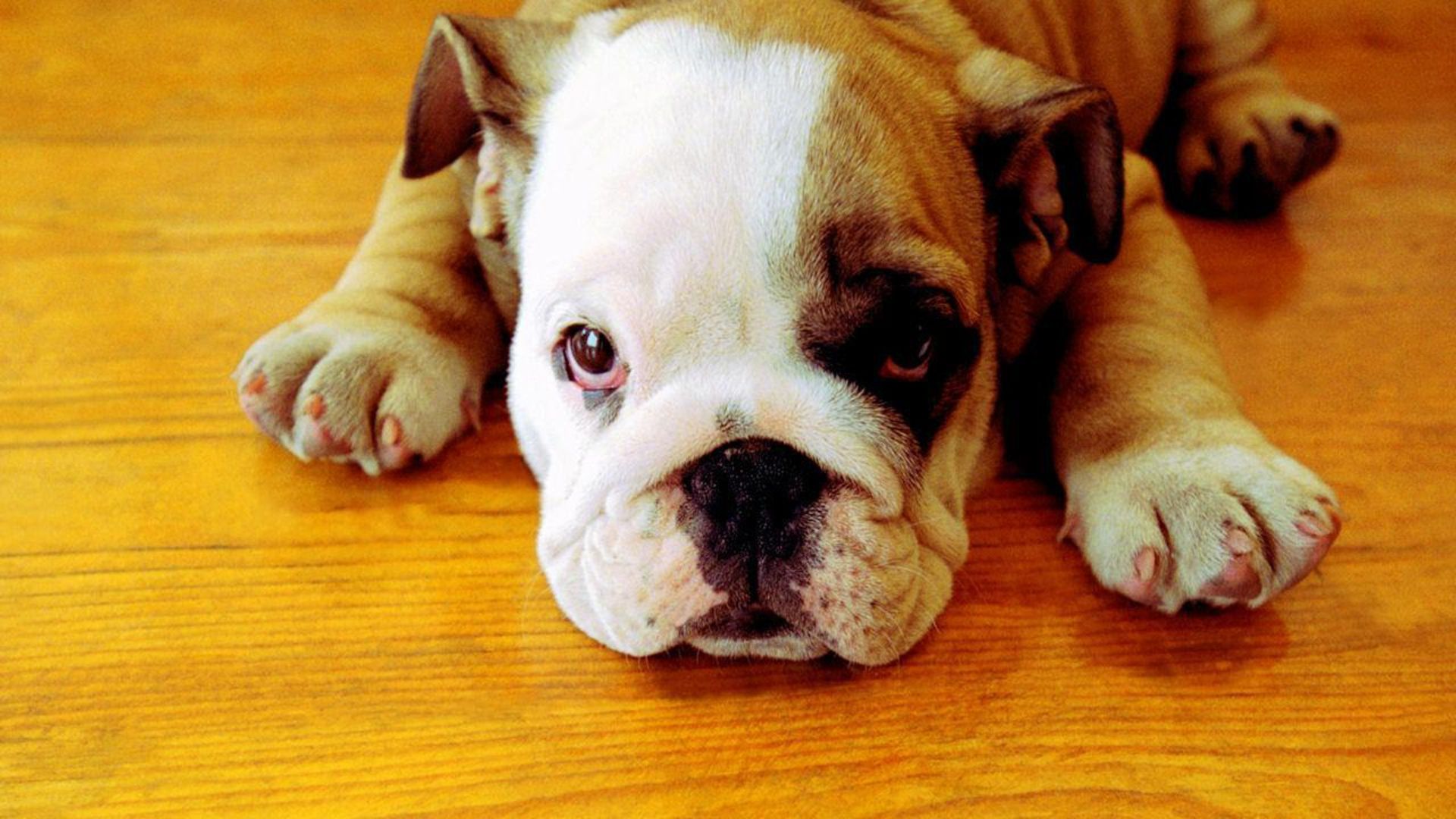 Cute Bulldog