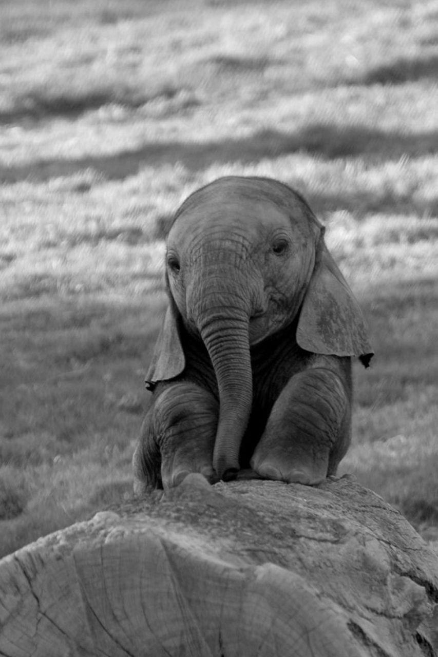 iPhone Cute Baby Elephant Wallpaper