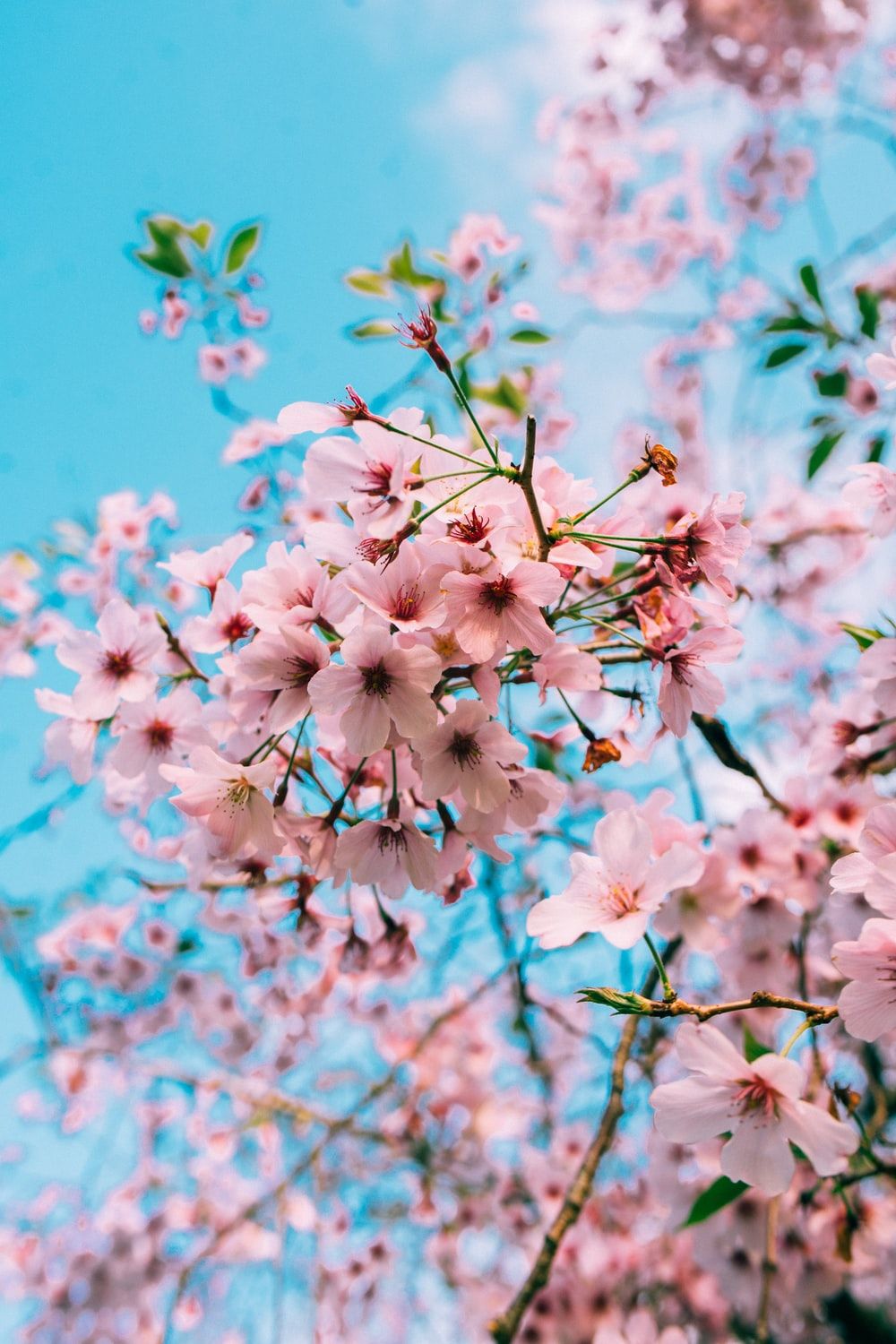 Cherry Blossom Wallpaper: Free HD Download [HQ]