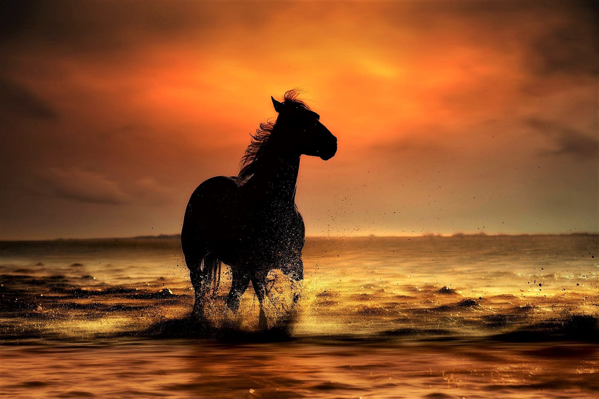 Bonito, summer, sunset, horse, girl, HD wallpaper | Peakpx