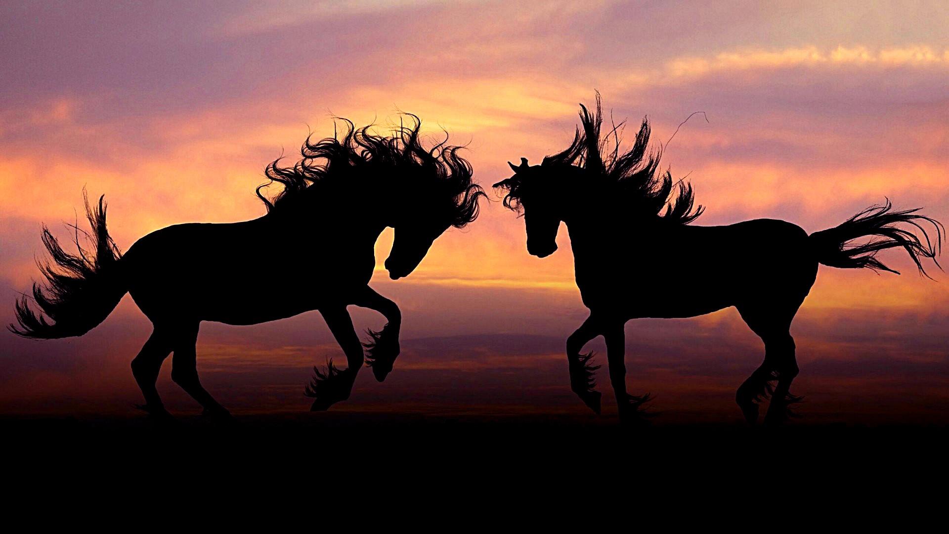 Free download Horse Couple In The Sunset Wallpaper Studio 10 [1920x1080] for your Desktop, Mobile & Tablet. Explore Horses at Sunset Wallpaper. Horses at Sunset Wallpaper, Sunset At