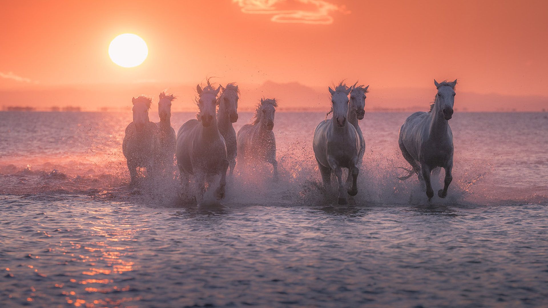 White Horses On Sunset Sea Waves Red Sky Beaches In Camargue South From France 4k Wallpaper Image For Your Desktop Background 1920x1200, Wallpaper13.com