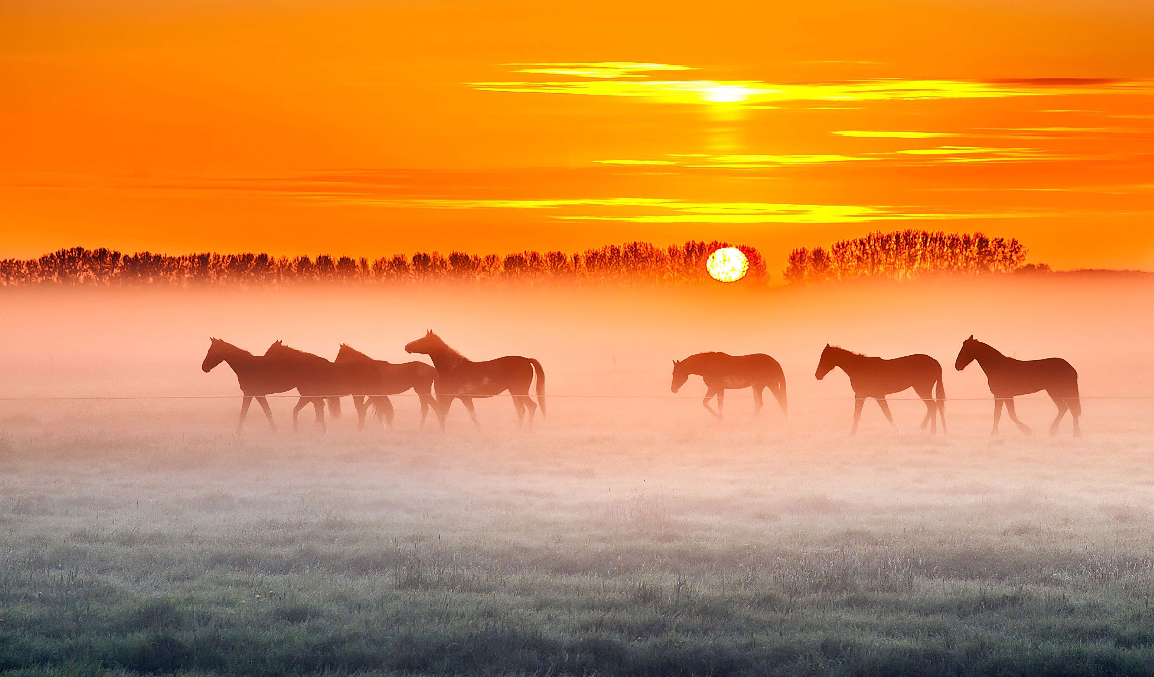 Horses Sunset 4k, HD Animals, 4k Wallpaper, Image, Background, Photo and Picture