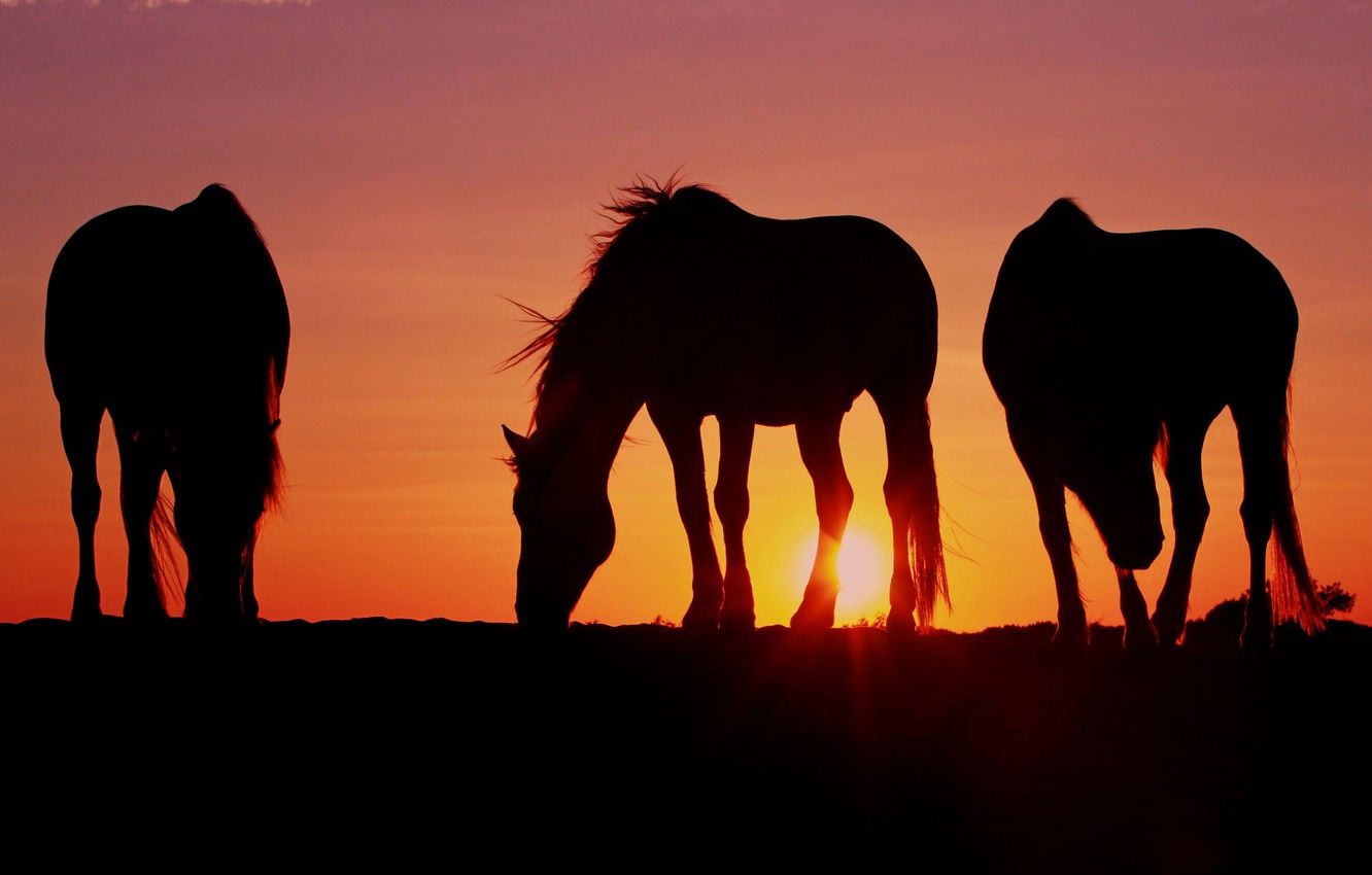 Wallpaper the sun, sunset, horses, the evening, horse, three, Wallpaper from lolita grazing image for desktop, section животные