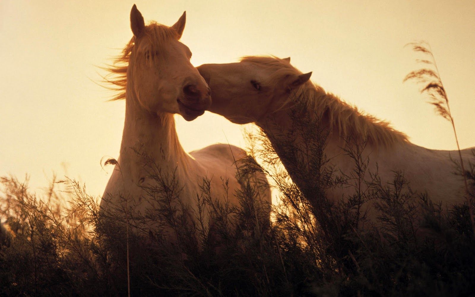 Beautiful Horses Wallpaper Two horses in love at sunset wallpaper