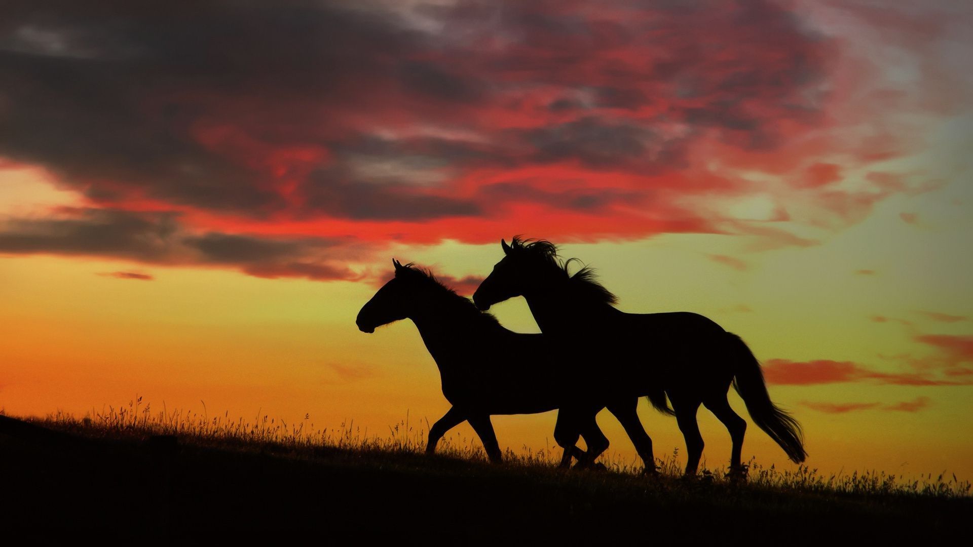 Obom horses sunset