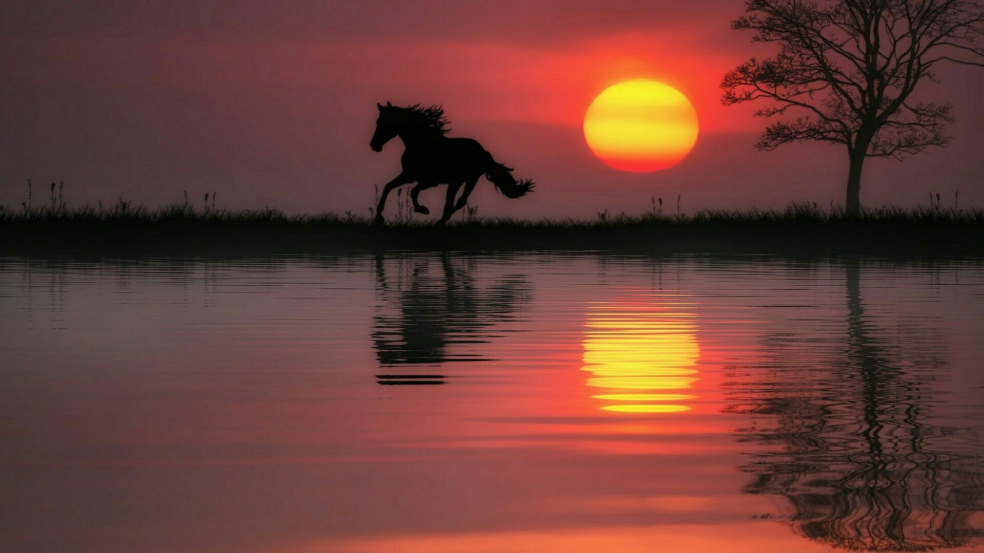 Horses At Sunset Wallpaper