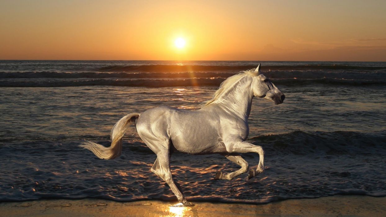 Free Horse beach sunset animal nature wallpaperx1080