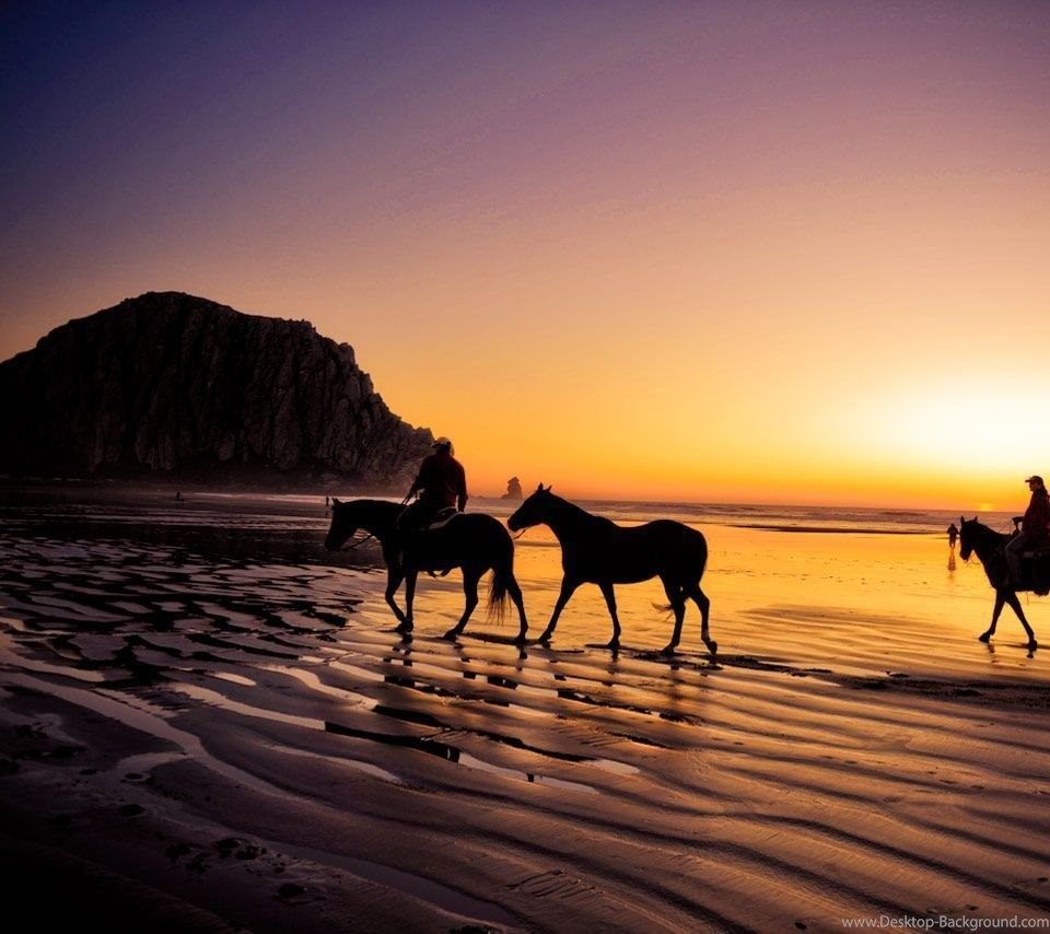 Horses On The Beach Sunset Wallpaper & Background Download