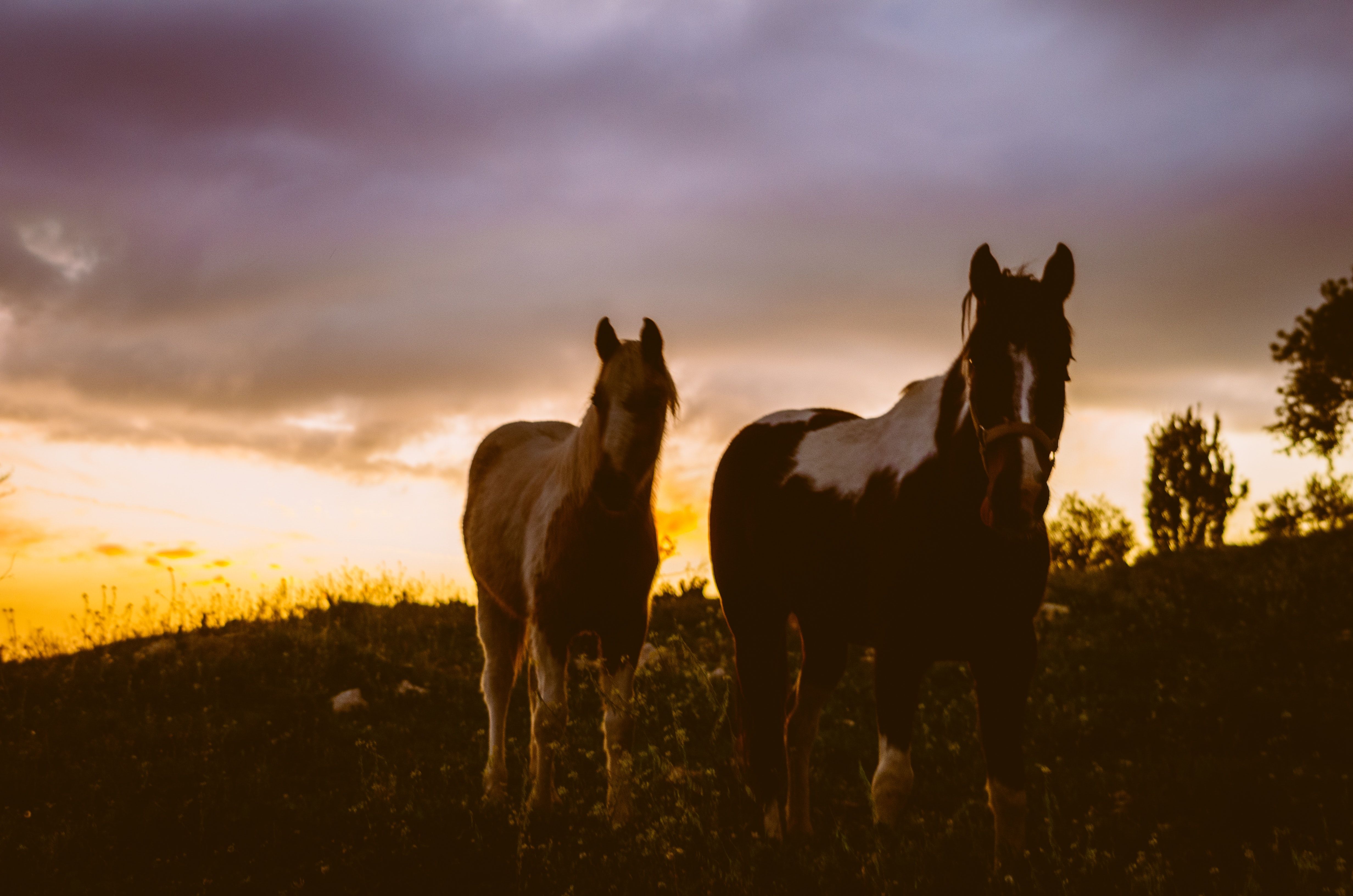Free of horse, sunset