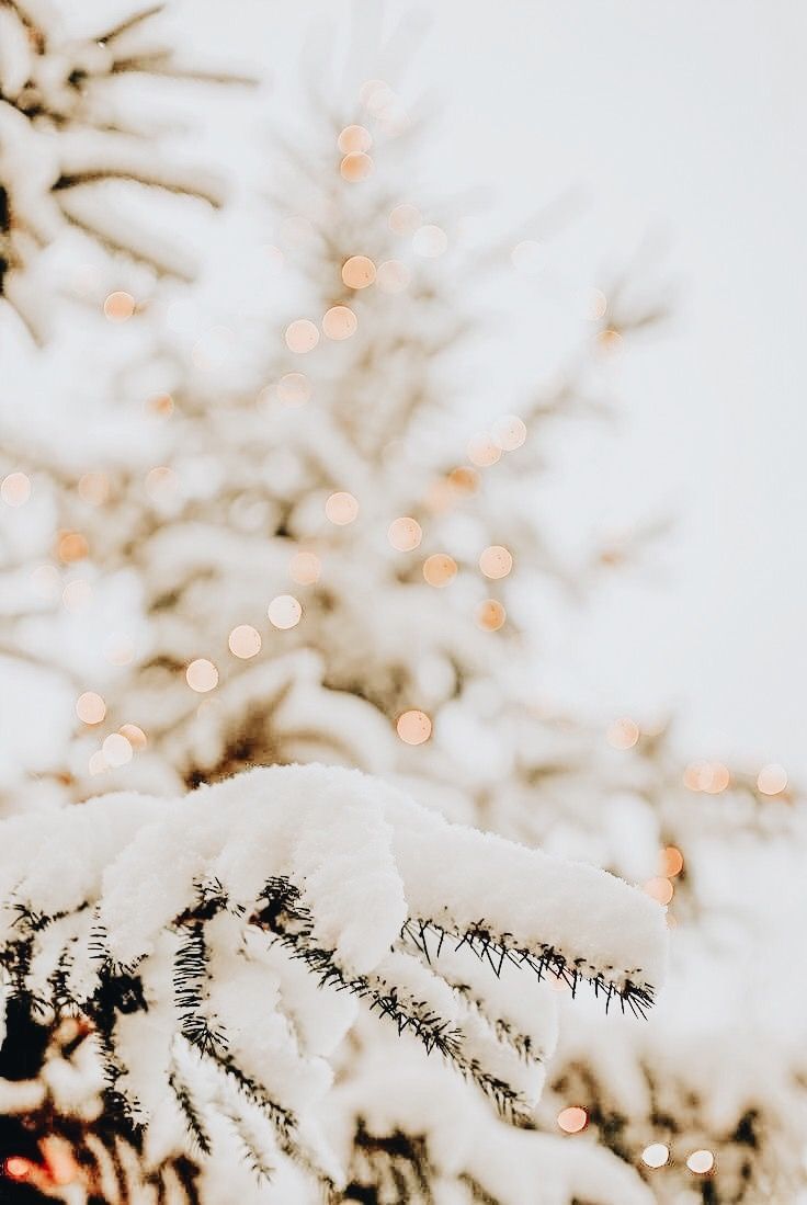 Snow , fairy Light On Christmas Tree, Winter Wallpaper, Wallpaper iPhone 11 Wallpaper & Background Download