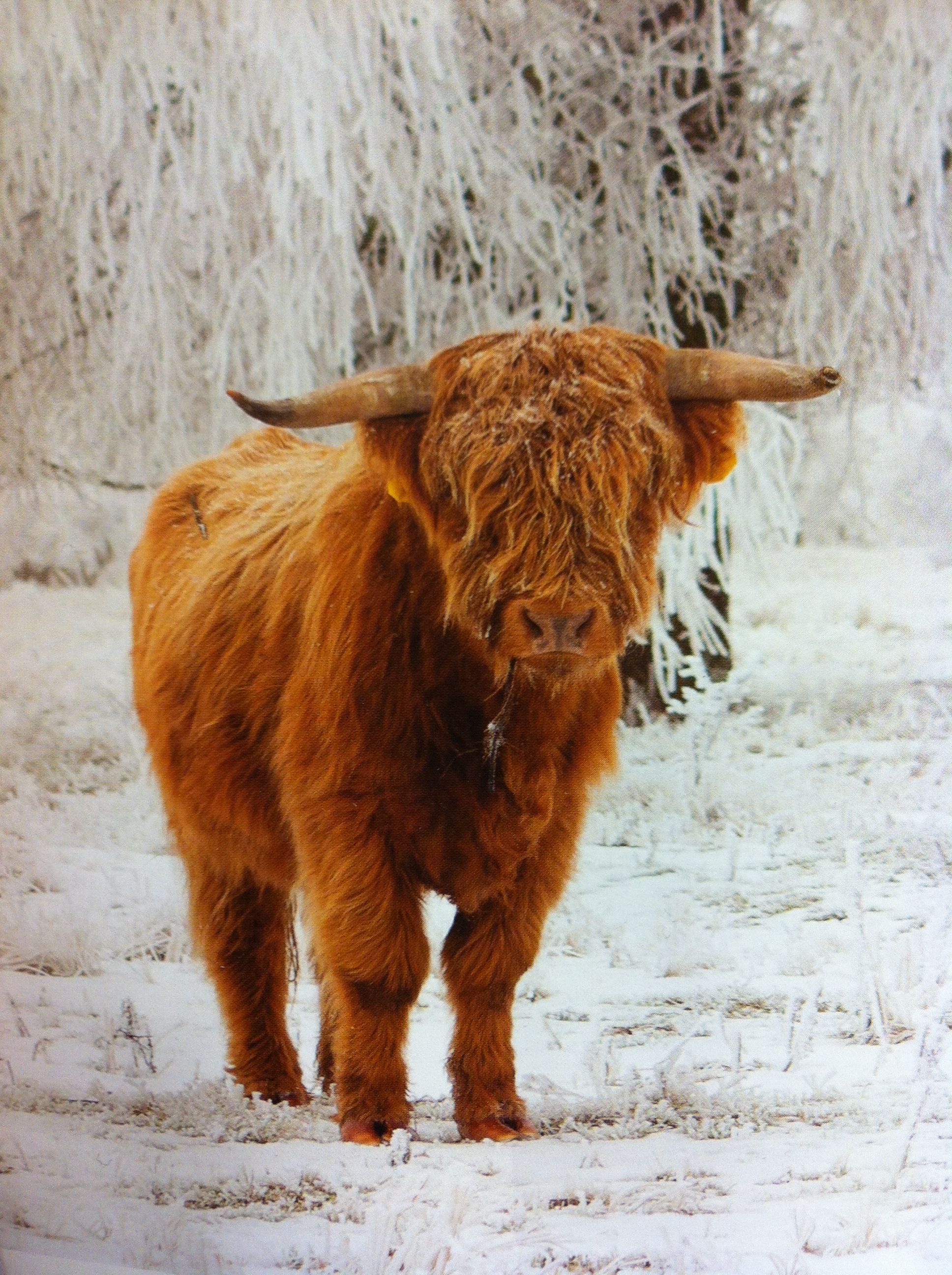 Winter highland cow. Miniature cow breeds, Scottish cow, Fluffy cows