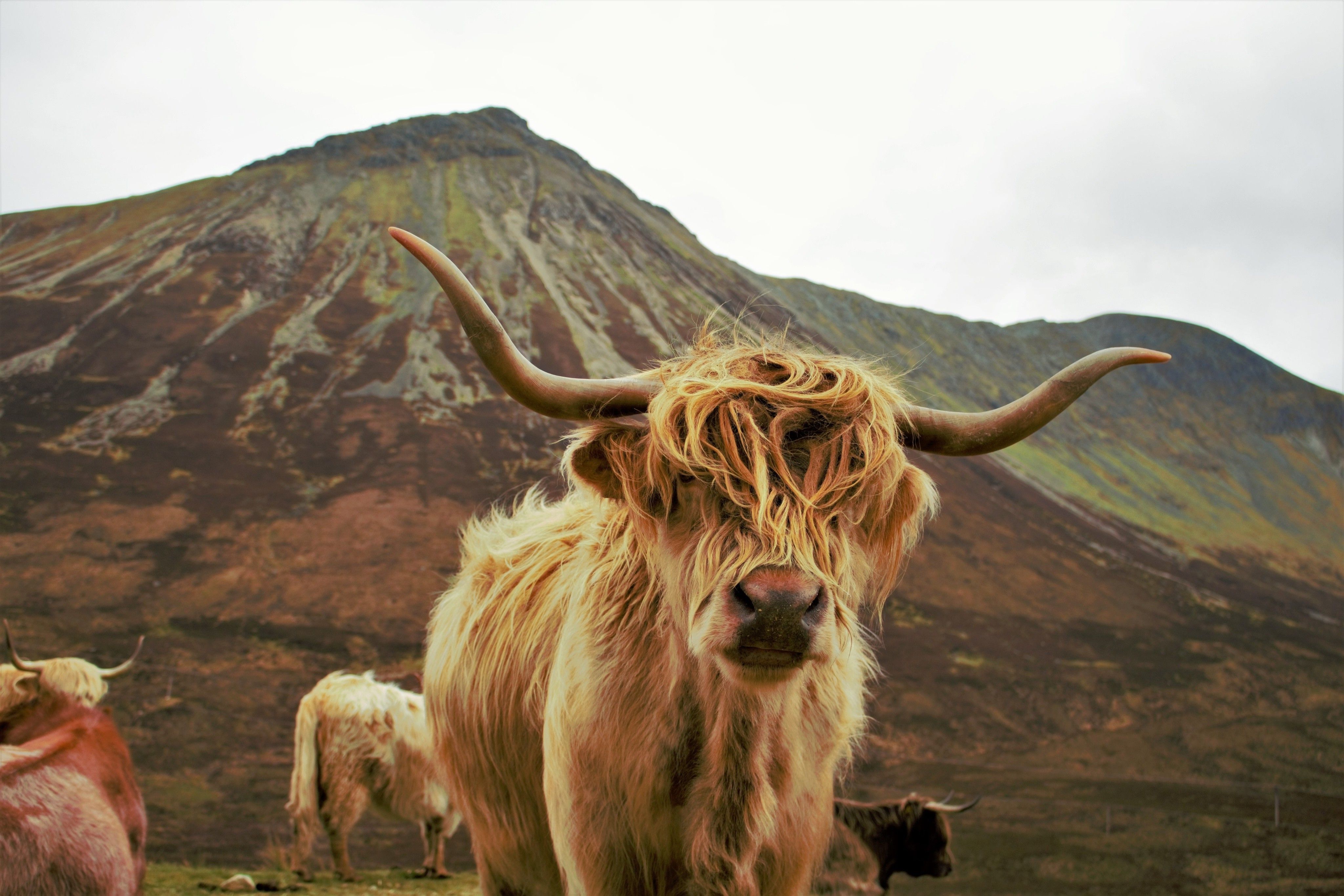 Highland Cow On Mountain HD Wallpaper