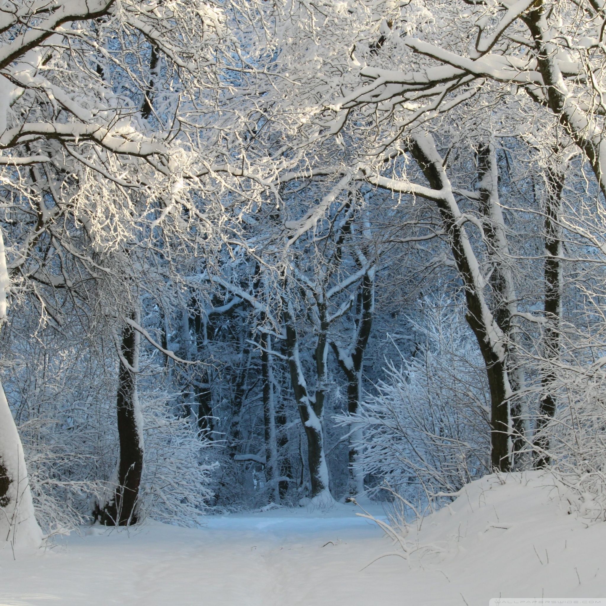 Wunderschone Winter Wallpaper Themes Zum Download Bilder Wallpaper iPad Pro Wallpaper & Background Download
