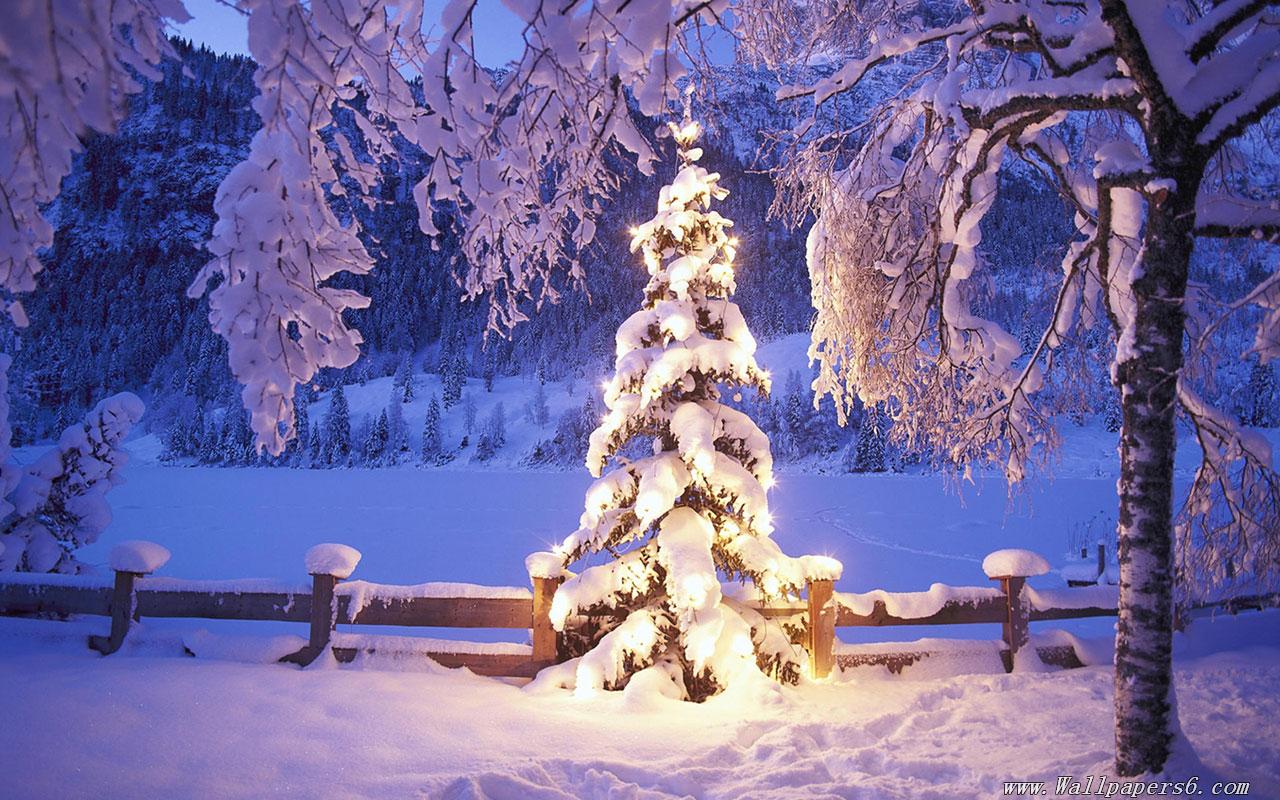 snow xmas tree lights christmas winter － Landscape Wallpaper