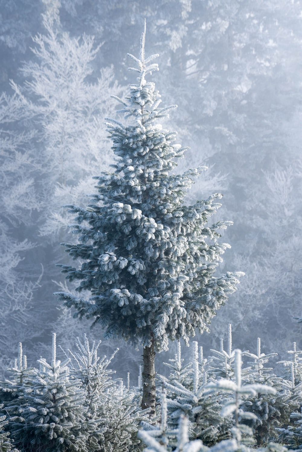 Christmas Tree Picture [HQ]. Download Free Image