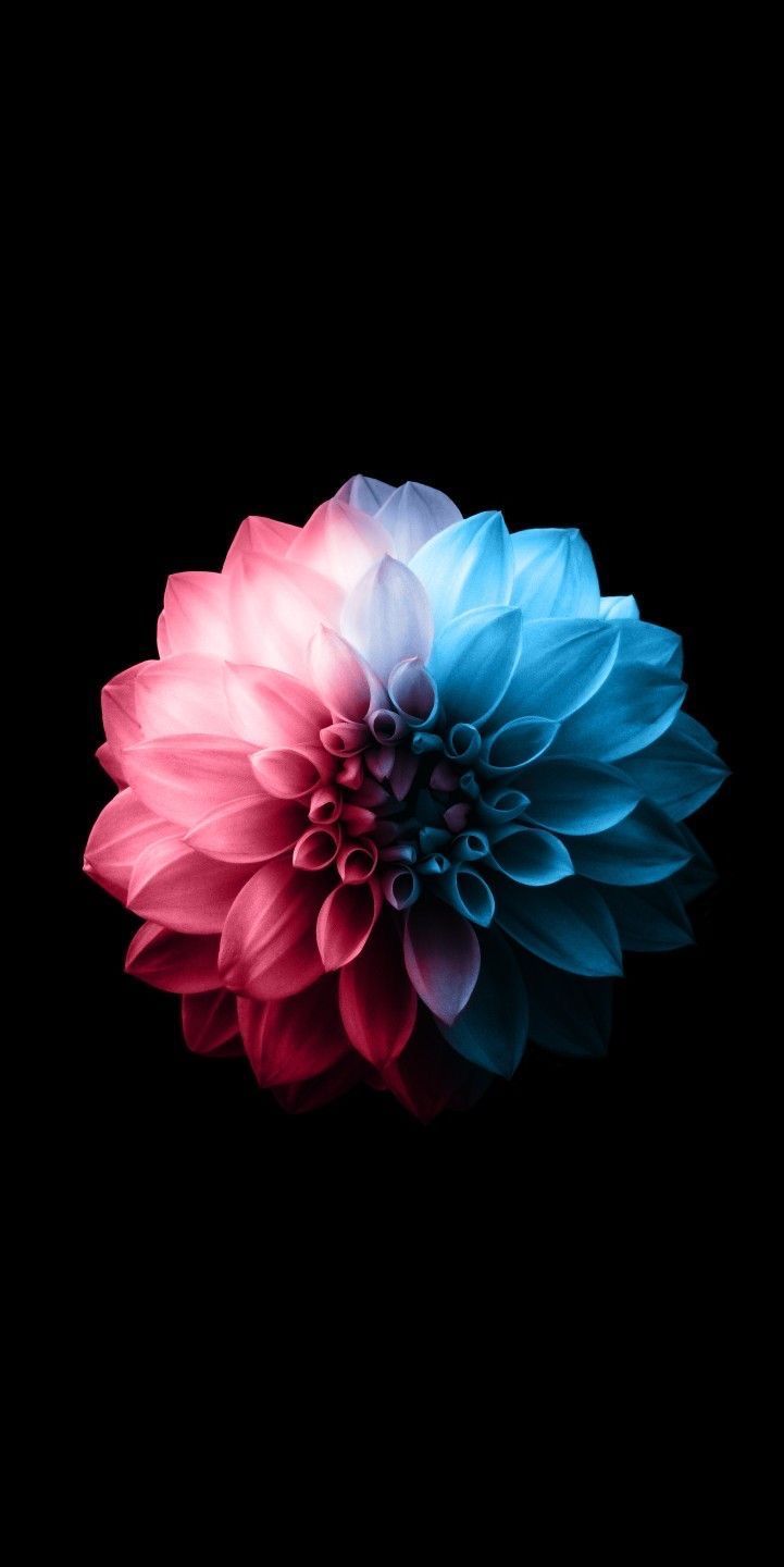 MyWallpaper. Flower iphone wallpaper, Flower background iphone, Dark phone wallpaper