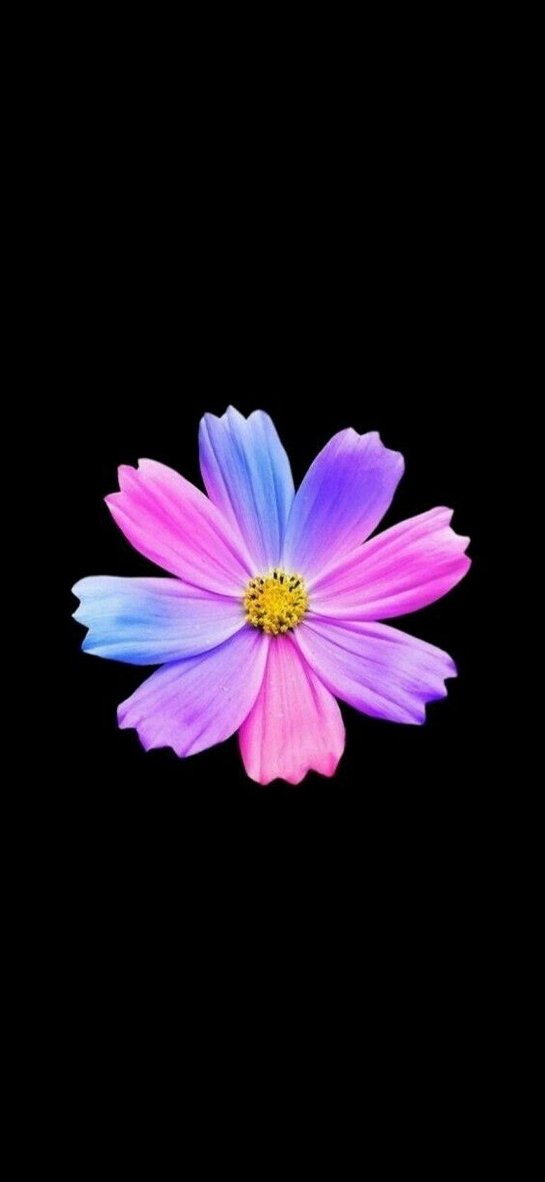 Best Flower Mi Android Mobile Amoled Wallpaper Free ⋆ Traxzee