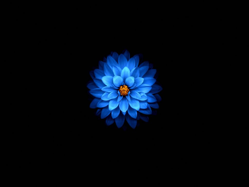 Desktop wallpaper blue flower, dark, amoled, HD image, picture, background, 476b3b