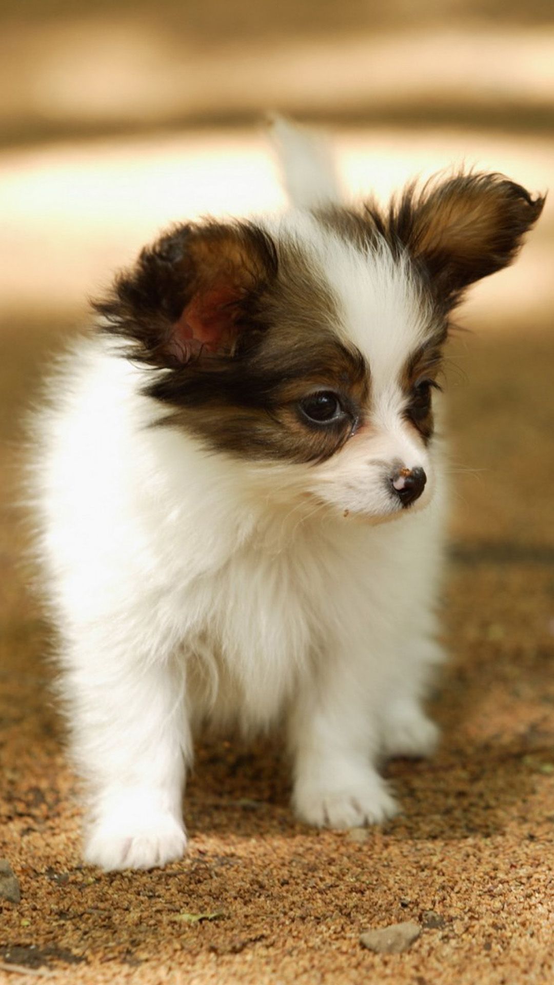 Cute Lovely Puppy Walking Dog Animal iPhone 6 Wallpaper Animal Wallpaper HD