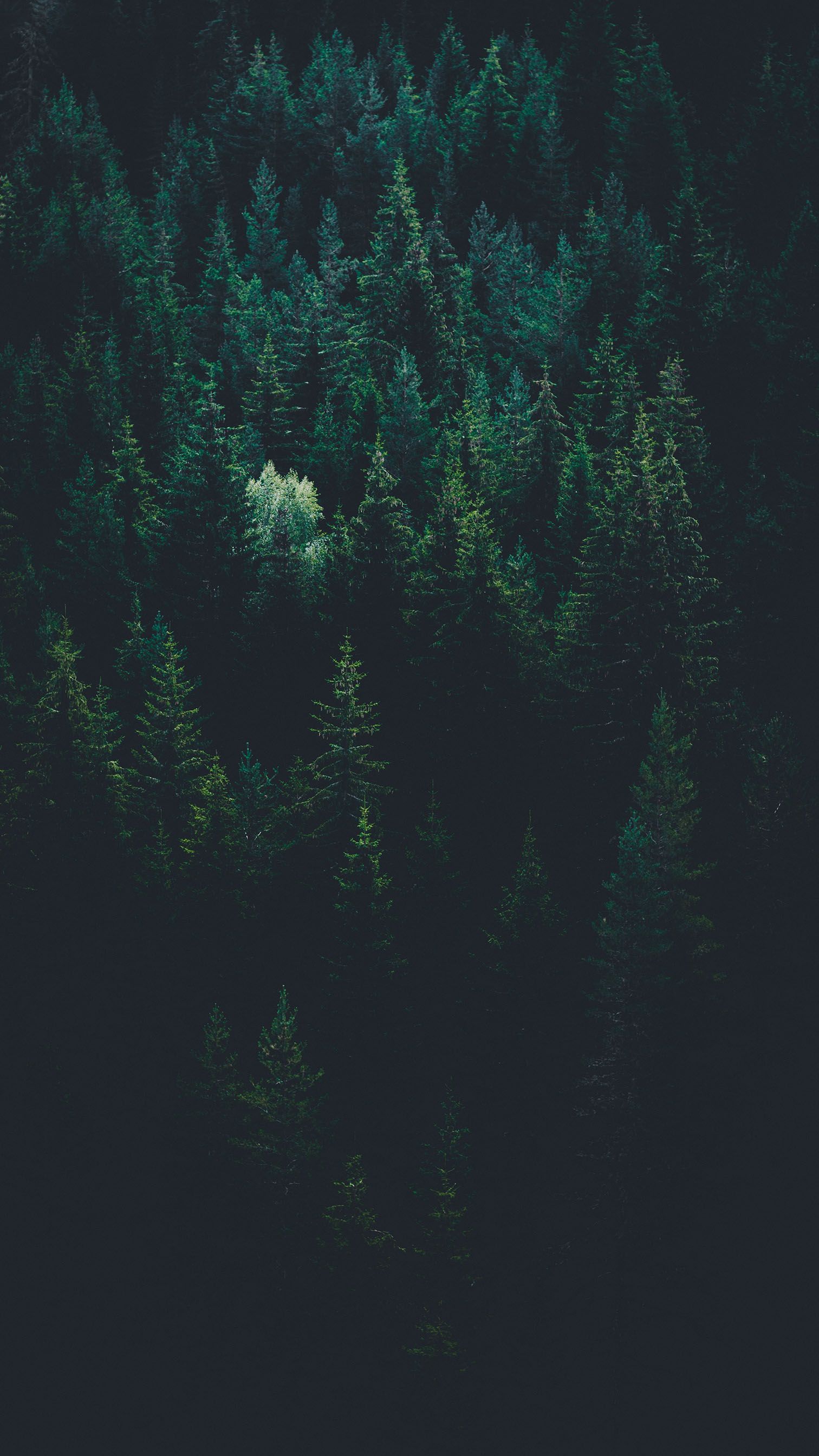 Night Forest iPhone Wallpaper Free Night Forest iPhone Background