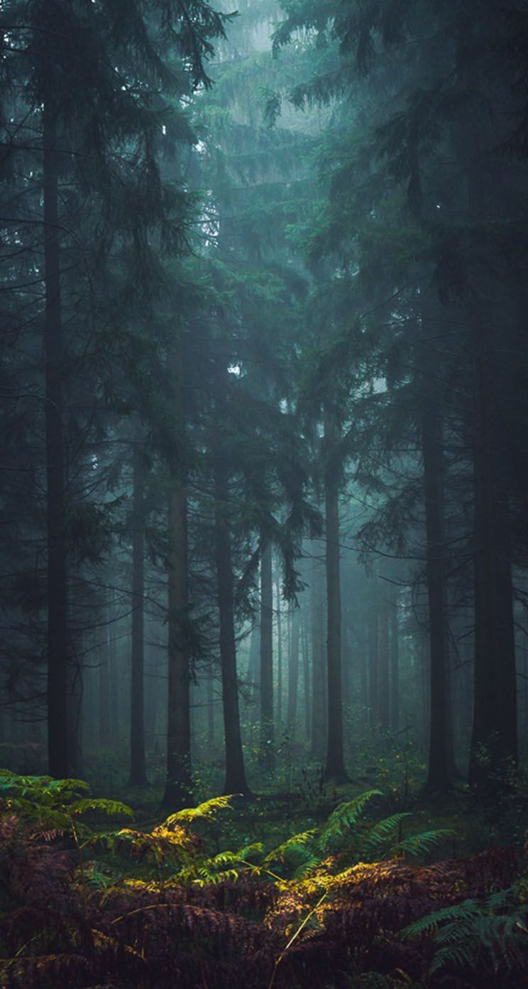 Misty Forest IPhone Wallpaper