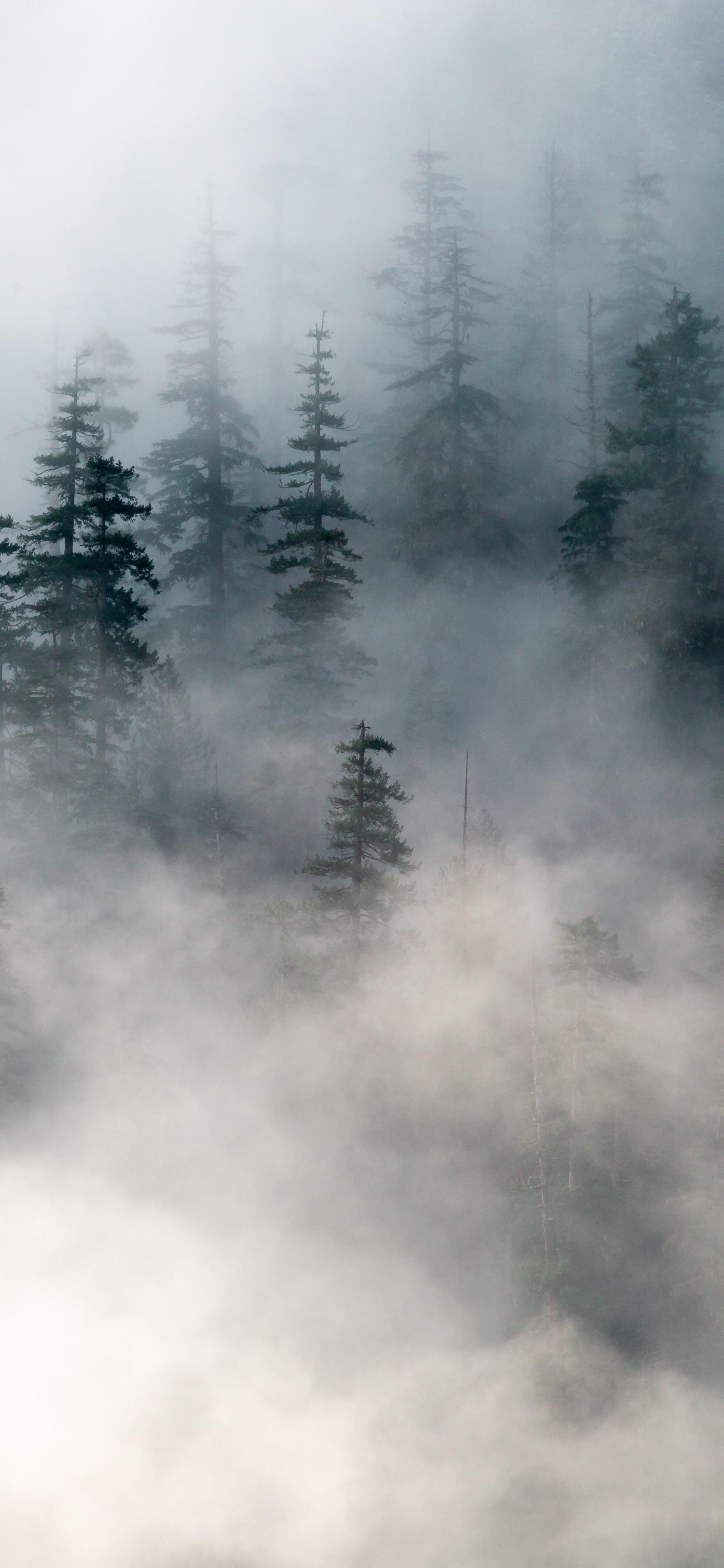 Misty Forest. iPhone X Wallpaper X Wallpaper HD