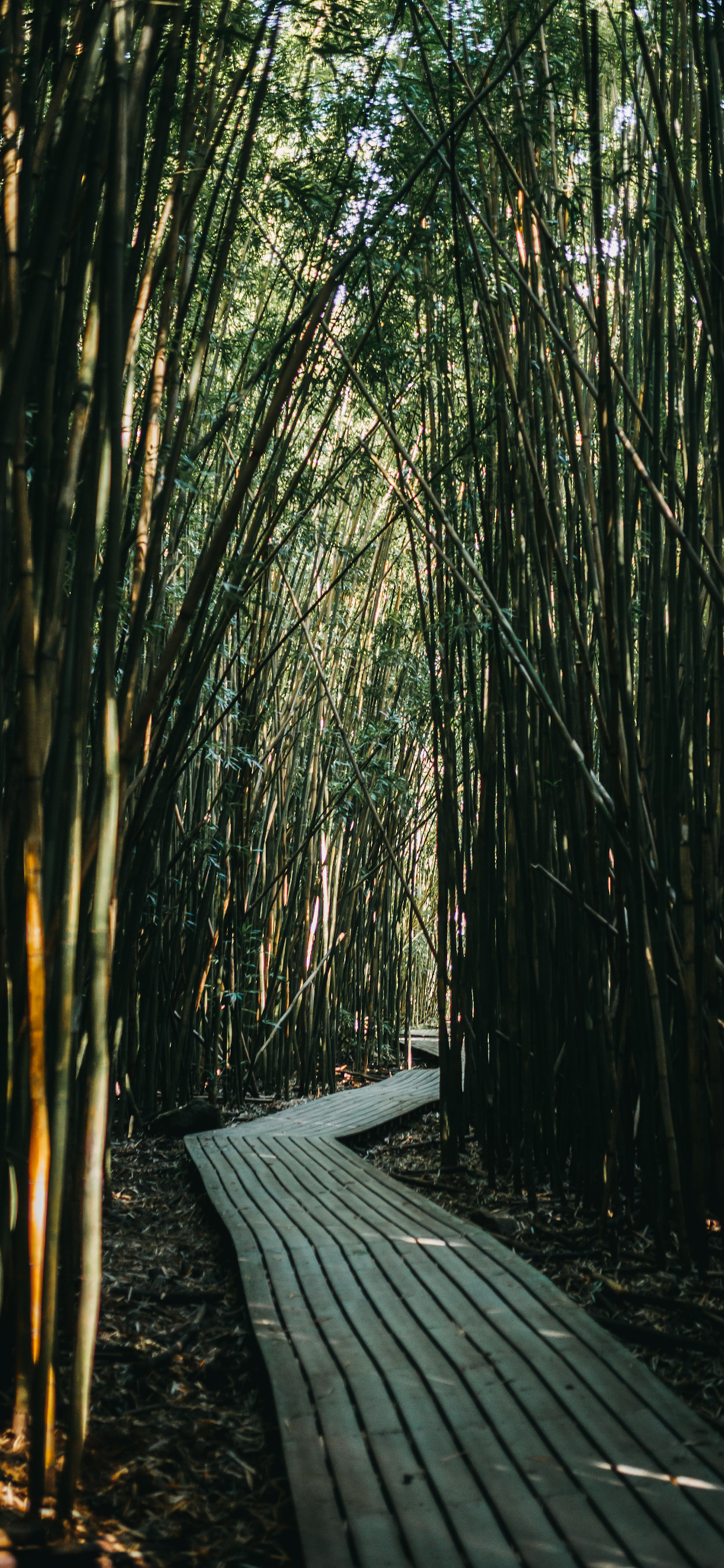 Bamboo forest Wallpaper art: Free HD Download