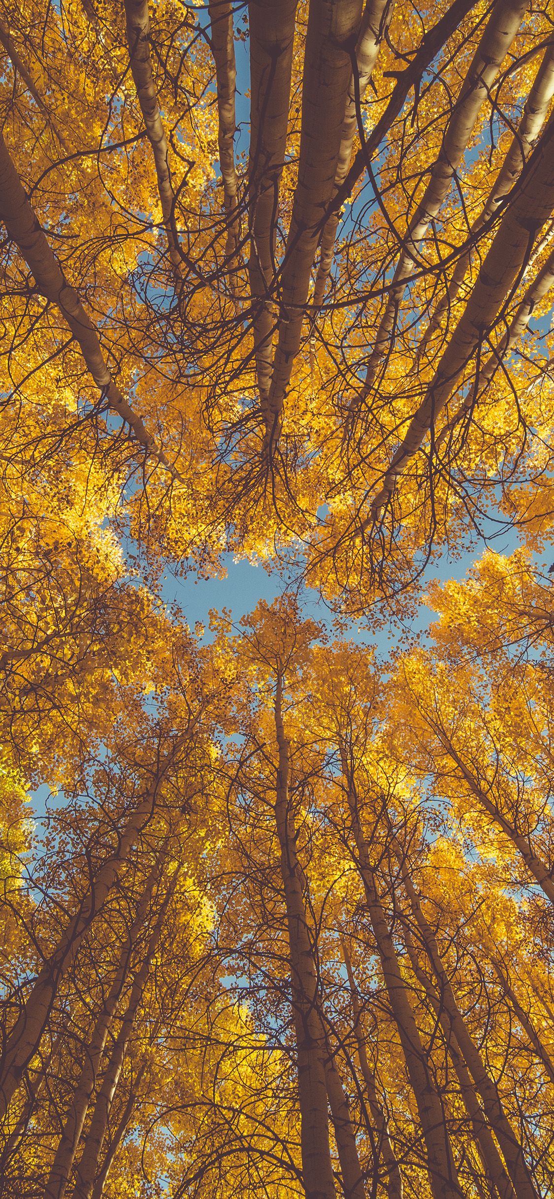 iPhone X wallpaper. nature fall tree autumn