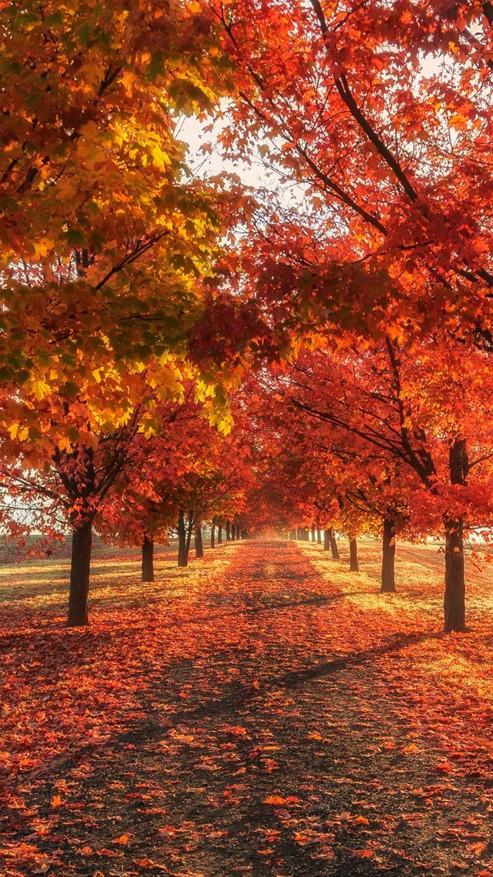Autumn Fall iPhone Live Wallpaper  Download on PHONEKY iOS App