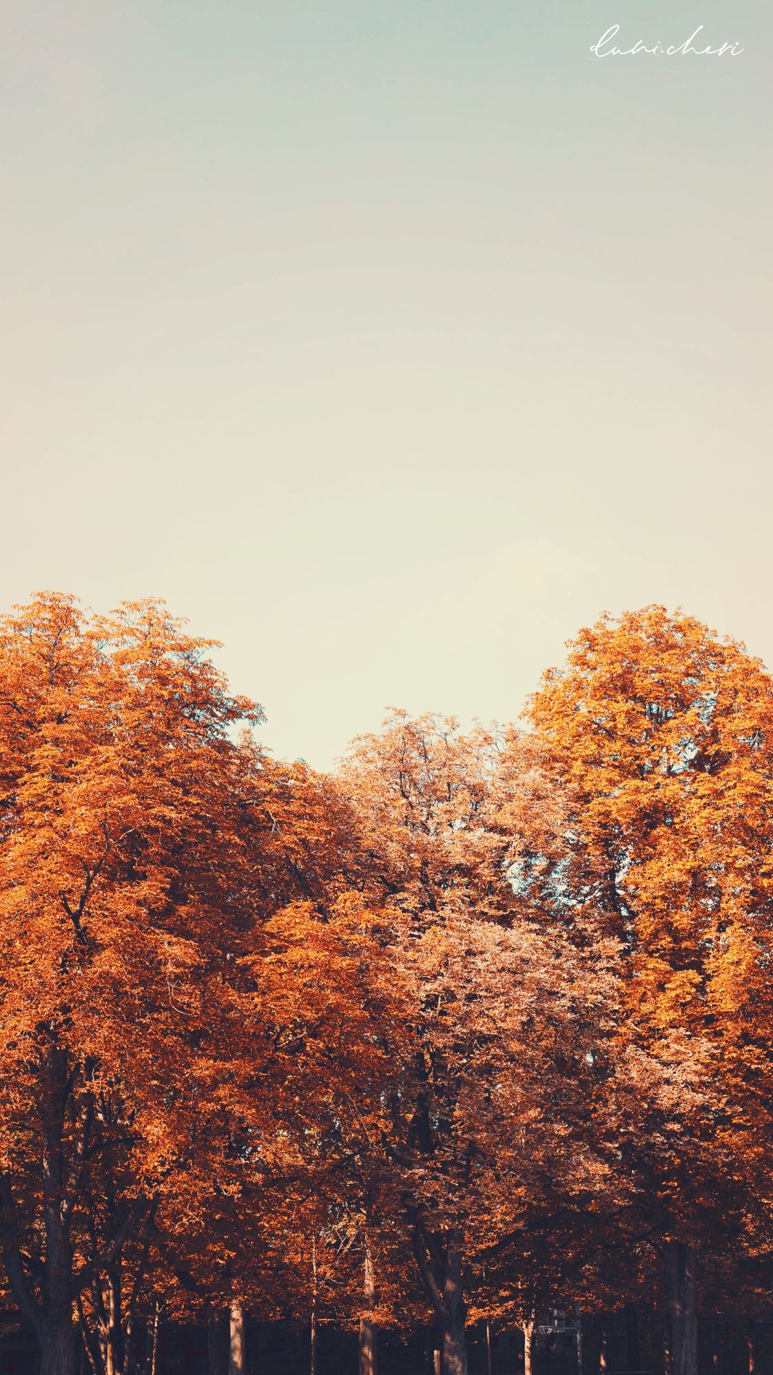Aesthetic Fall Wallpaper For iPhone