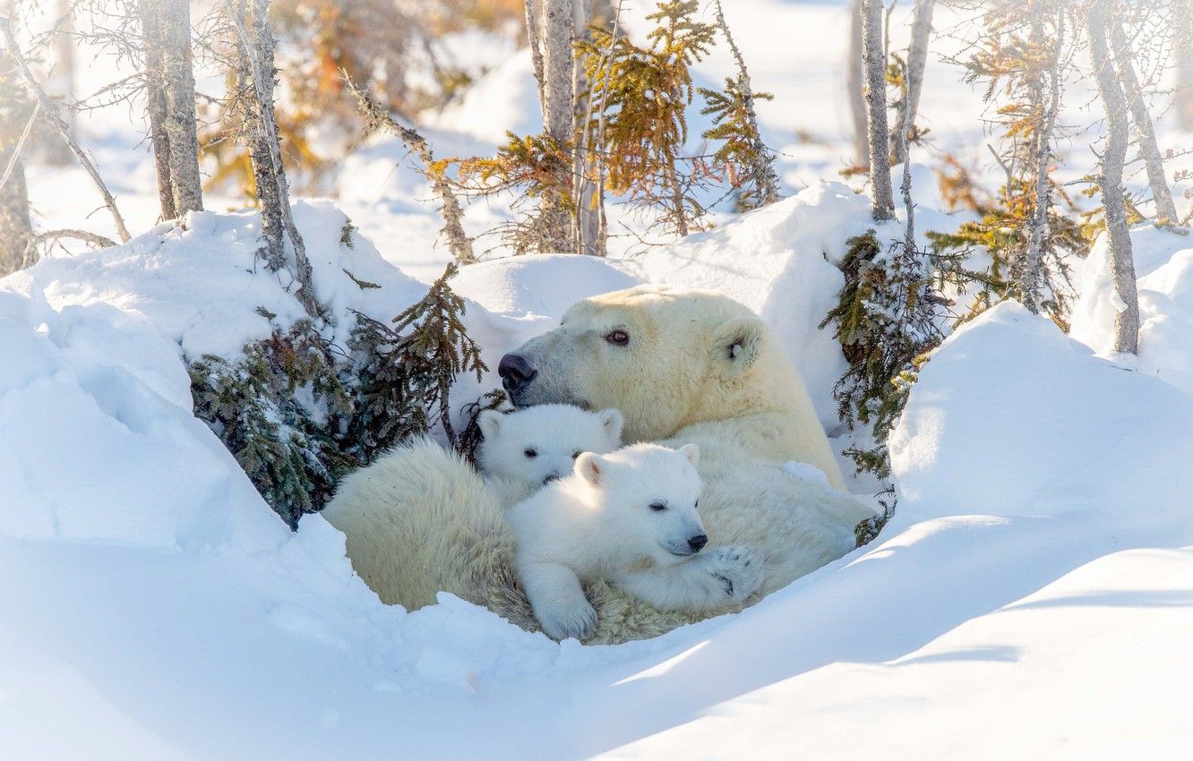 Wallpaper winter, white, bears, bear image for desktop, section животные