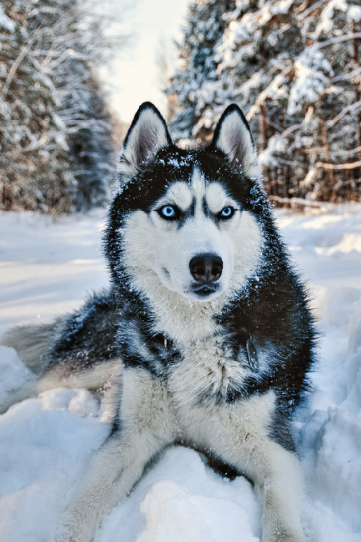 Husky dog lying in the snow. Black and white siberian husky with blue eyes on a walk in winter park. #sibe. White siberian husky, Husky with blue eyes, Husky dogs