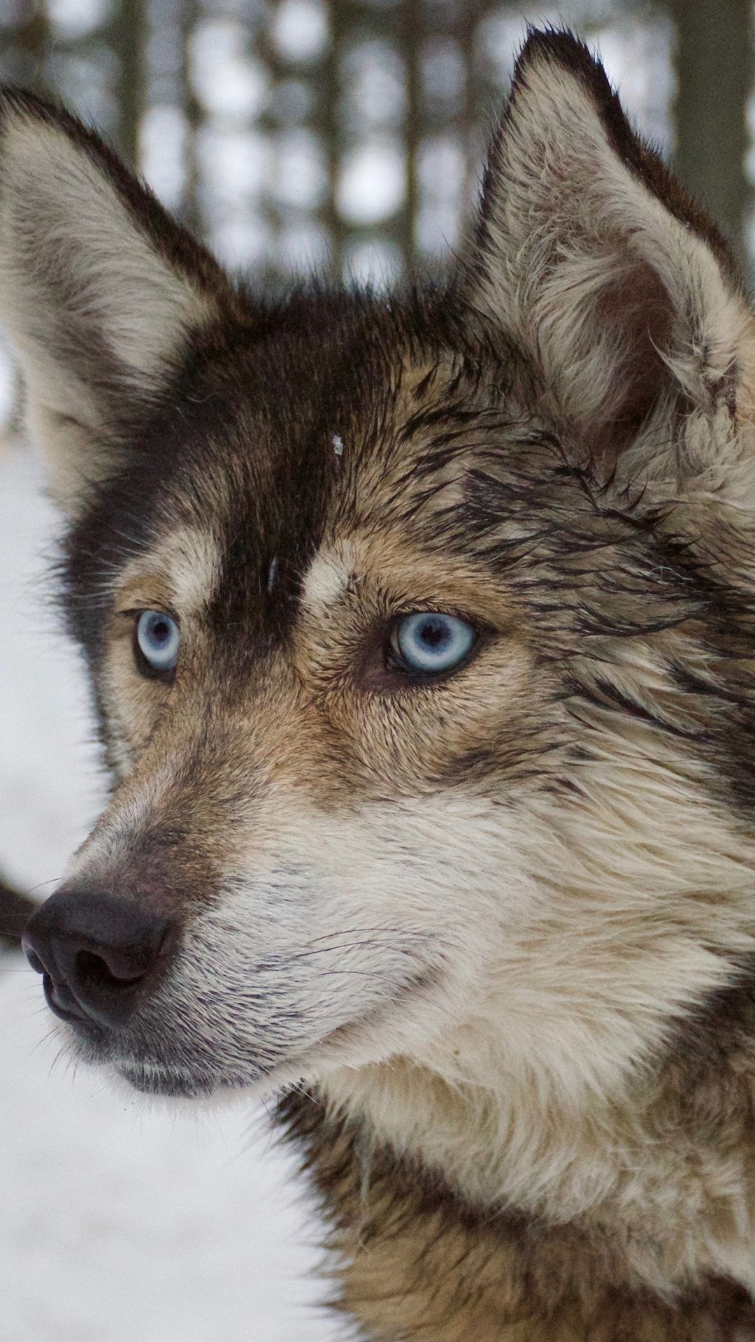 Blue Eyed Husky Dog, Winter, Snow 1080x1920 IPhone 8 7 6 6S Plus Wallpaper, Background, Picture, Image