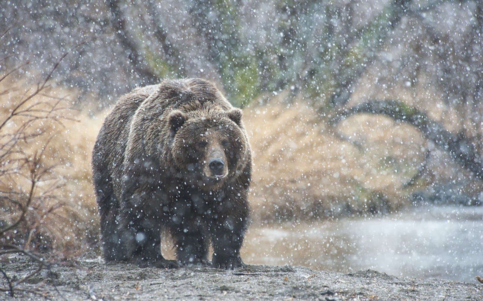 Bear in the winter with snow. HD Animals Wallpaper
