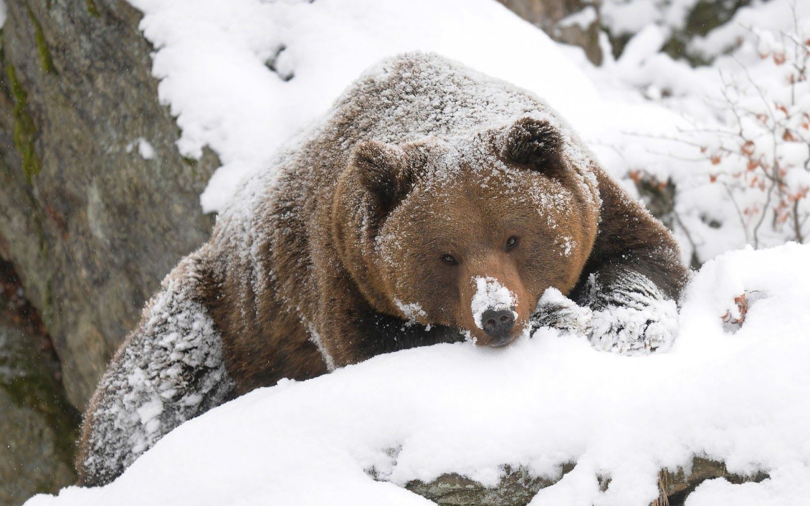 winter bear. Beautiful wallpaper of a grizzly bear covered with some snow at. Grizzly bear, Snow bear, Animals