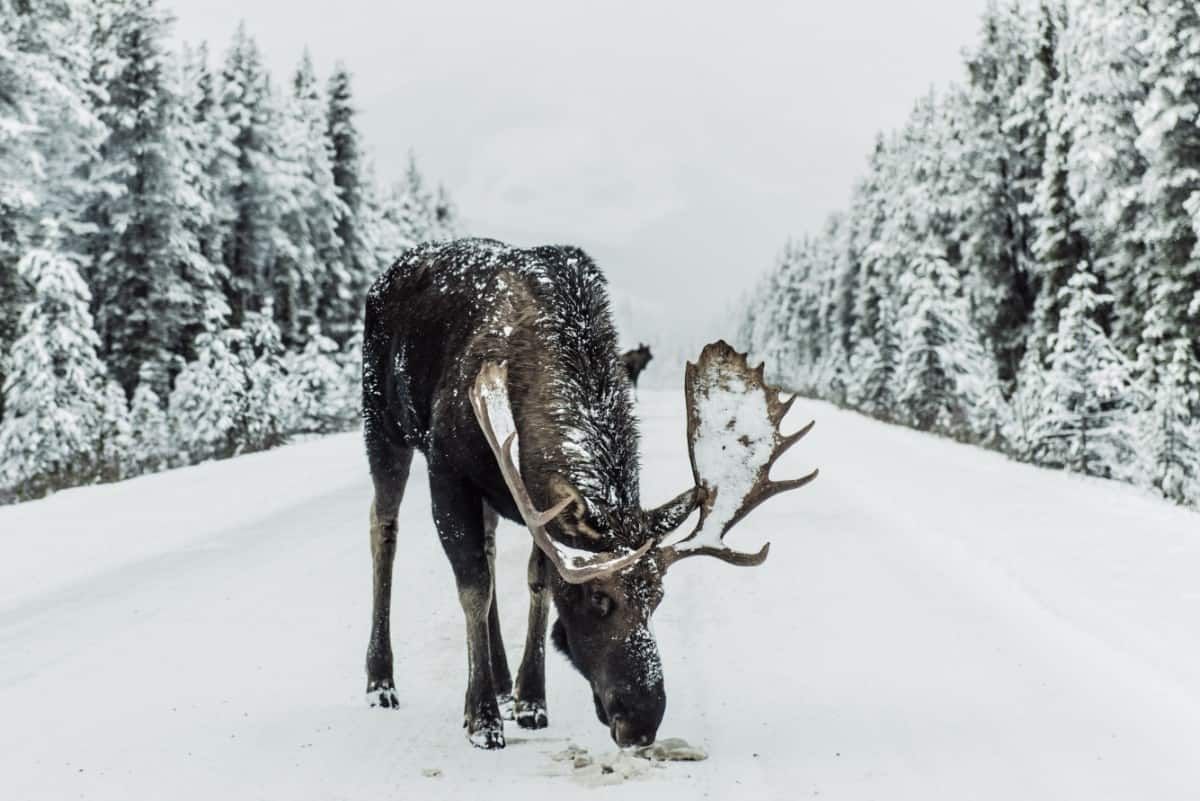 Beautiful Winter Wallpaper all About Snow, Frost, and Ice. Moose picture, National parks, Animals